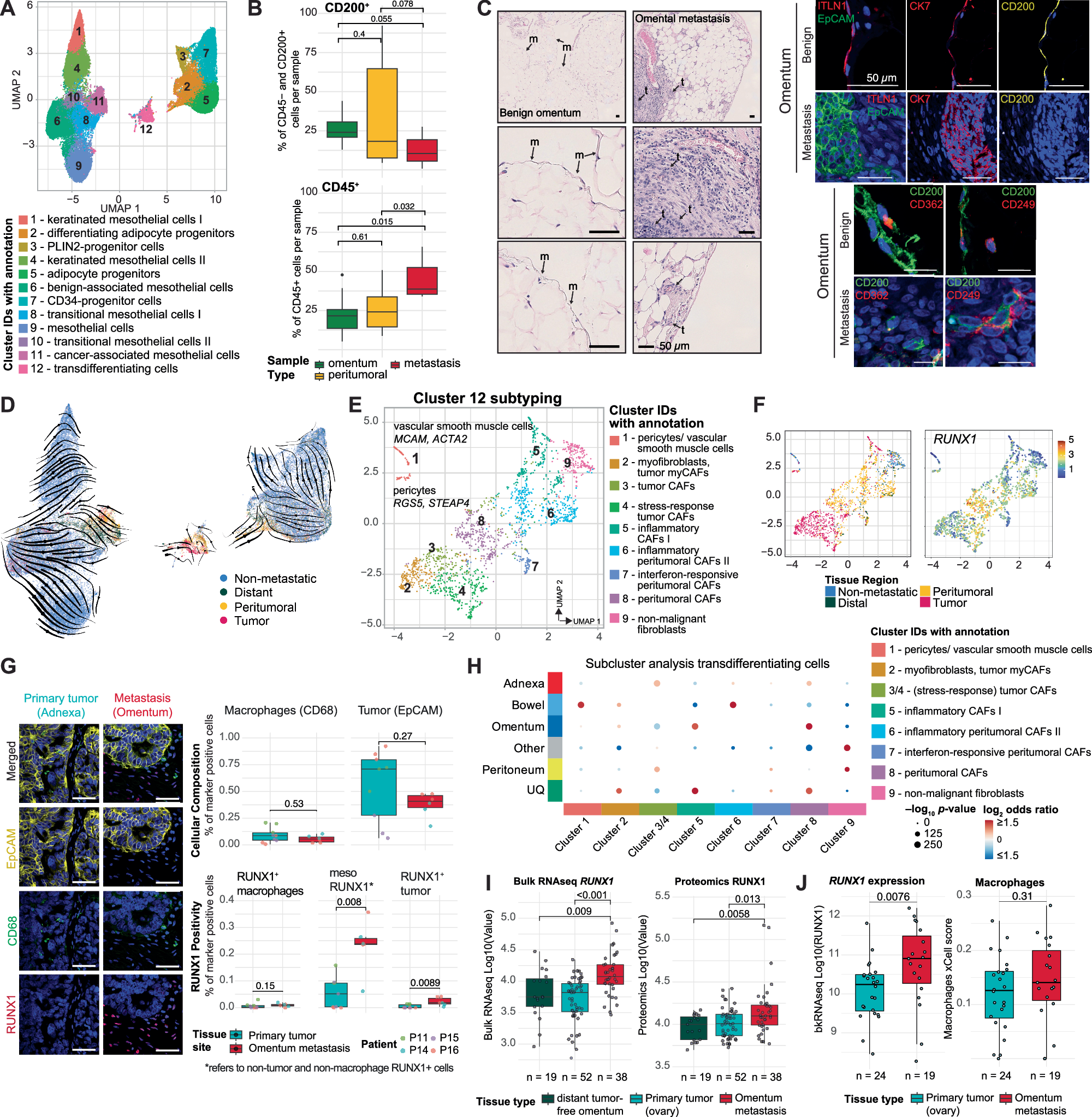 Fig. 4: Disruption of the native stem and progenitor niche and emergence of cancer-associated mesothelial and stromal cells in metastasis.
