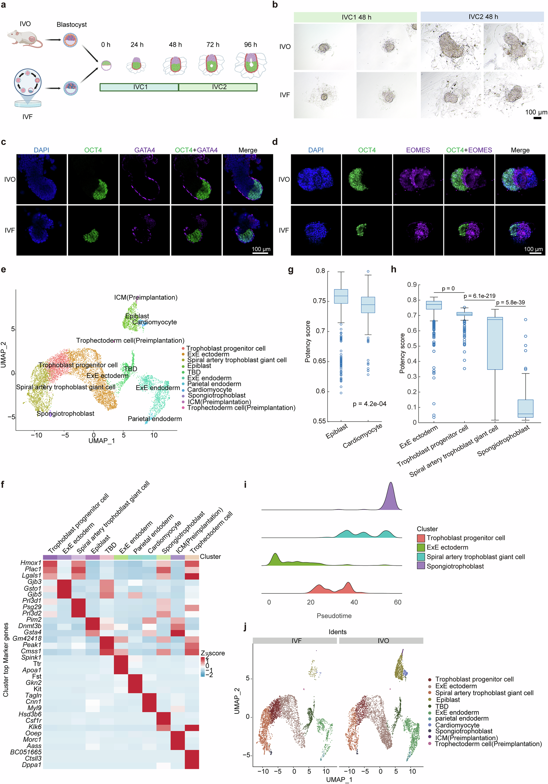 Fig. 4: Aberrant cell compositions in IVF-derived post-implantation embryos.