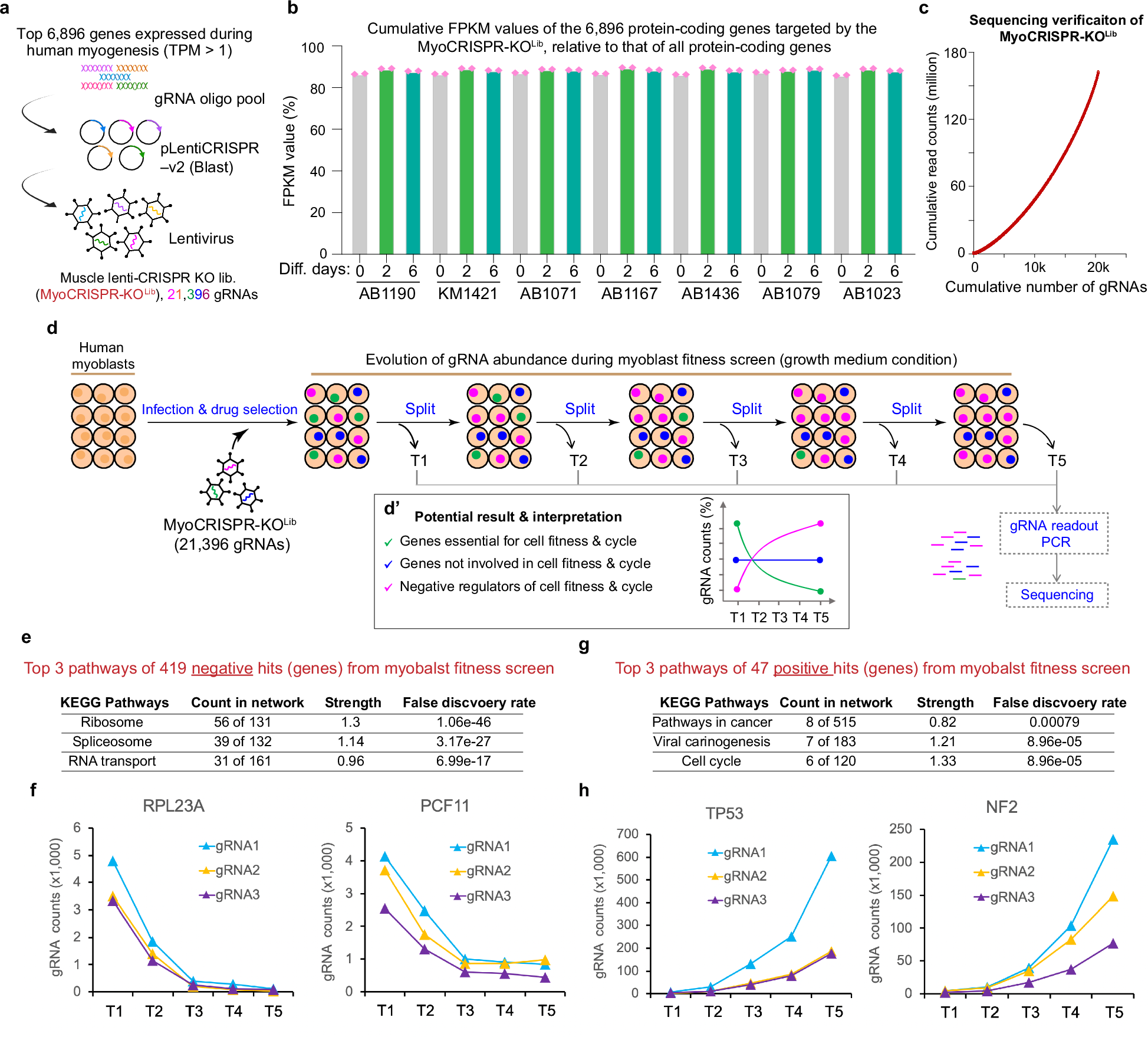 Fig. 2: Design and functional validation of a new gRNA library tailored for CRISPR-knockout screens in human myoblasts.