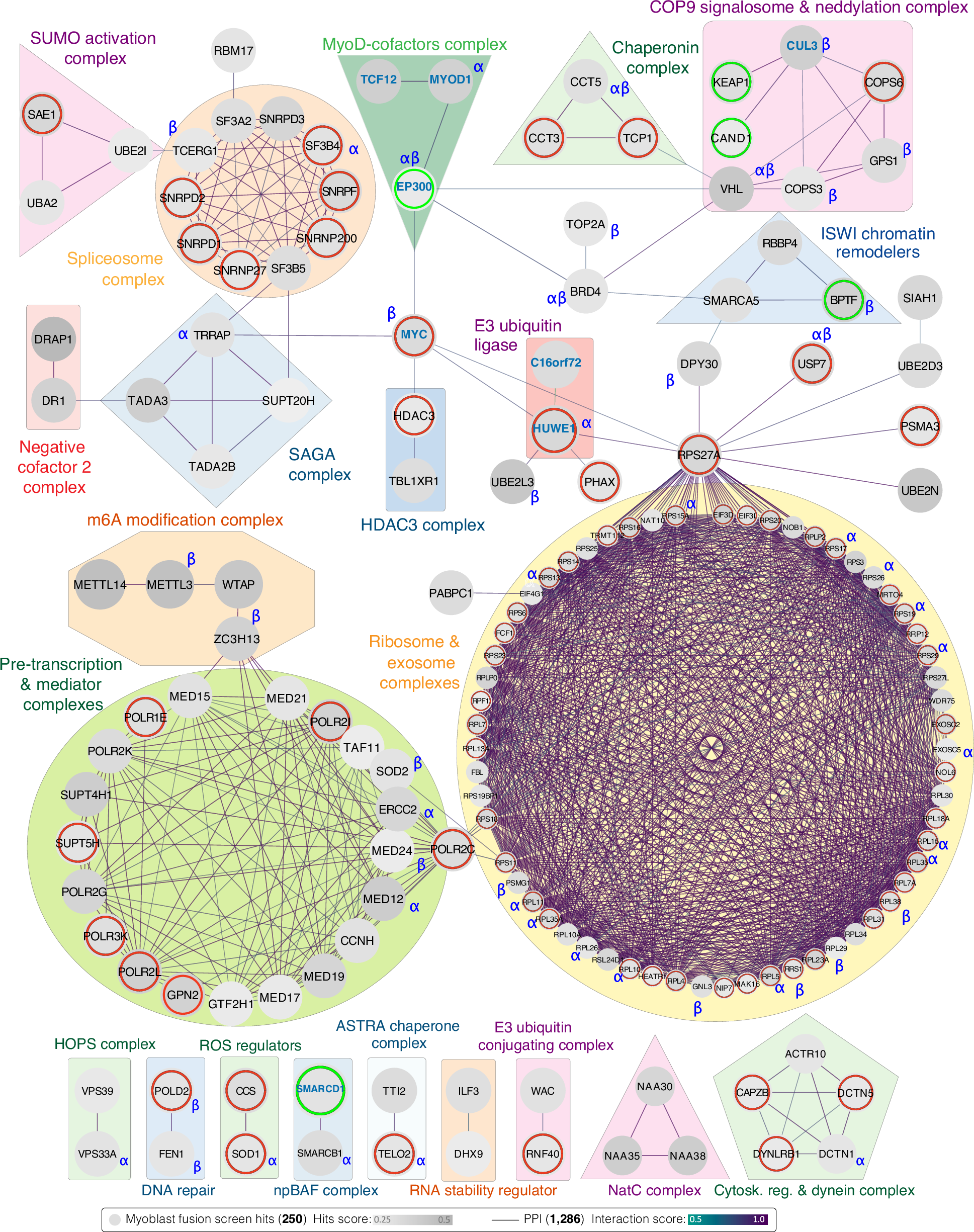 Fig. 5: High functional connectivity and clinical relevance of myoblast fusion screen hits.