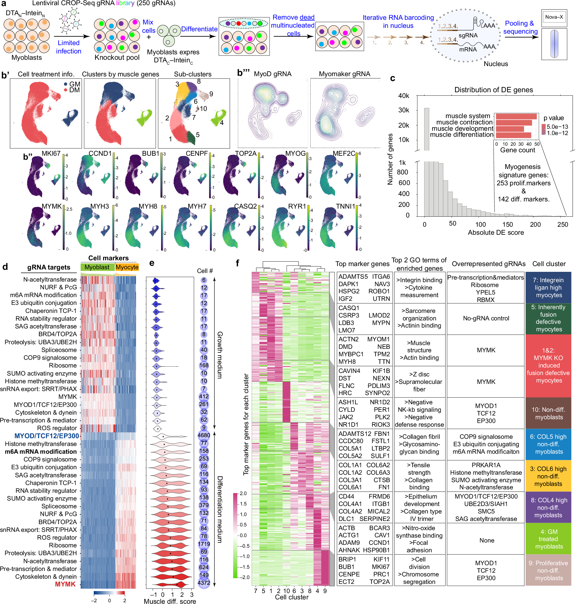 Fig. 6: Single-cell CRISPR & transcriptome profiling of myoblast fusion screen hits.