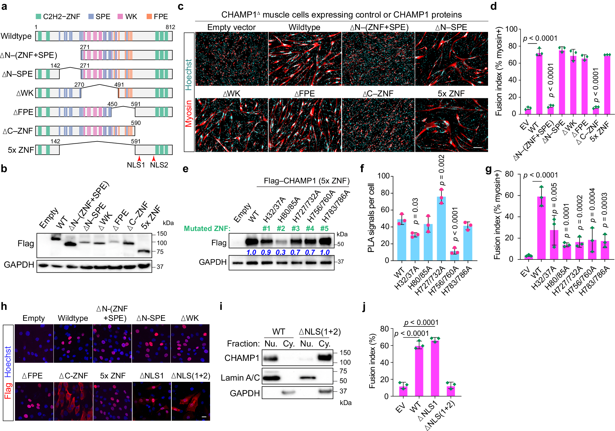 Fig. 5: C2H2-ZNF motifs, including those truncated from CHAMP1 patient mutations, are essential for CHAMP1 to drive human myoblast fusion.