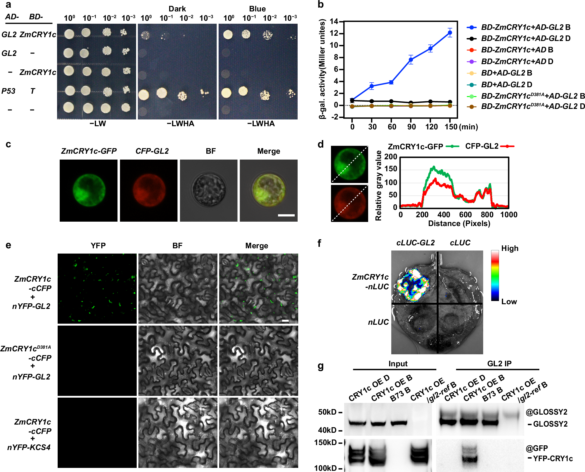 Fig. 4: ZmCRY1c interacts with GLOSSY2 in a blue light-strengthened manner.