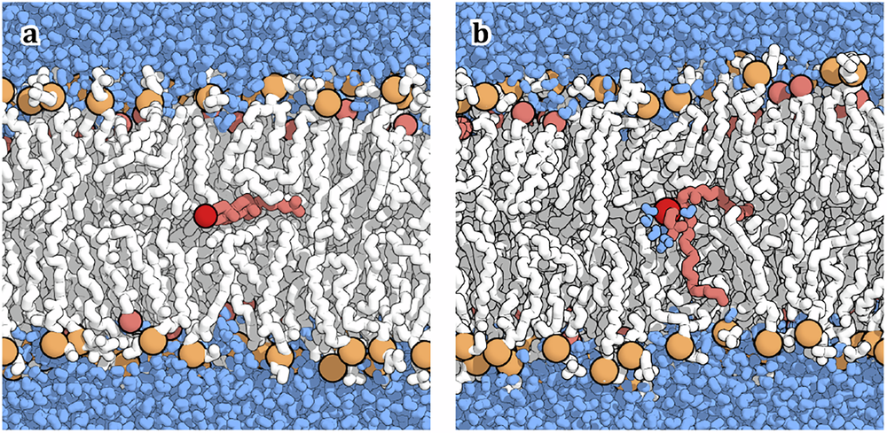 Fig. 5: Transition states states (
                        $$\phi \approx 0.5$$
                        
                          ϕ
                          ≈
                          0.5
                        
                      ) of lipid flip-flop in plasma membrane mimetic at atomistic resolution.