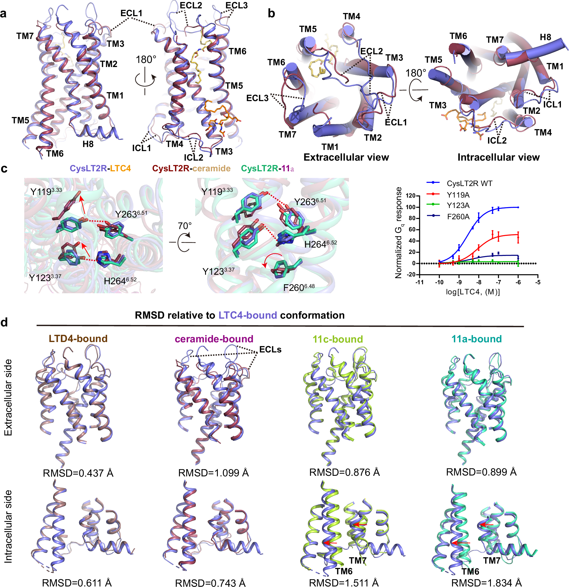 Fig. 4: Comparison of CysLT2R structures in different states.