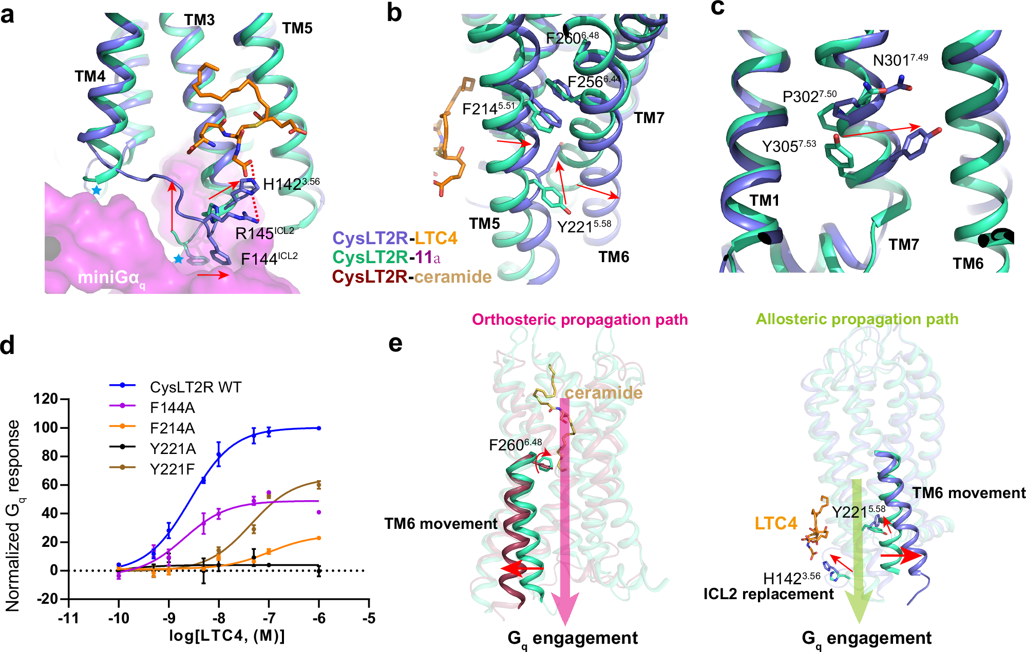 Fig. 5: Activation mechanism of CysLT2R.