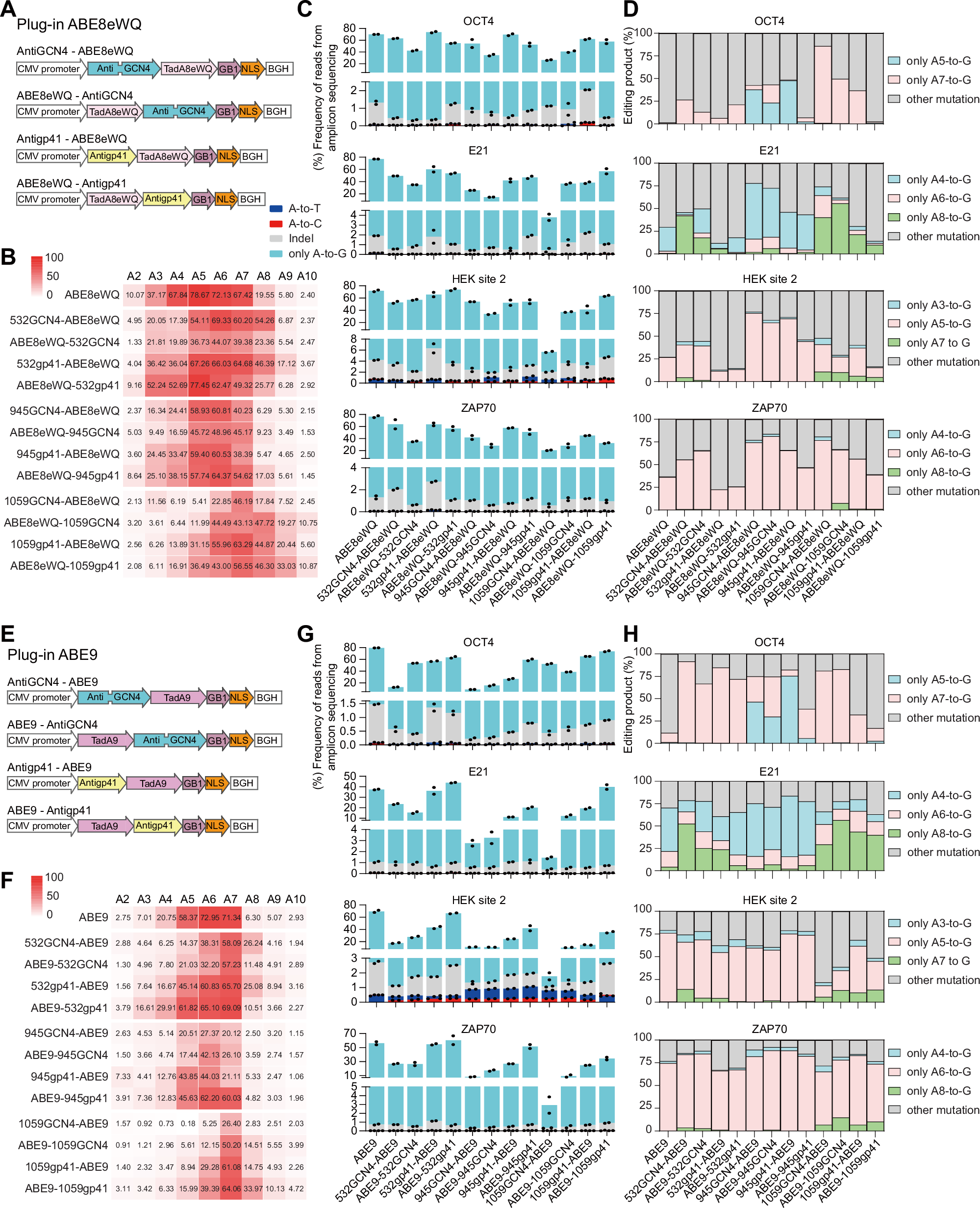 Fig. 5: Effect of reordering antibody and deaminase on editing outcome in Plug-in ABE8eWQ and Plug-in ABE9.