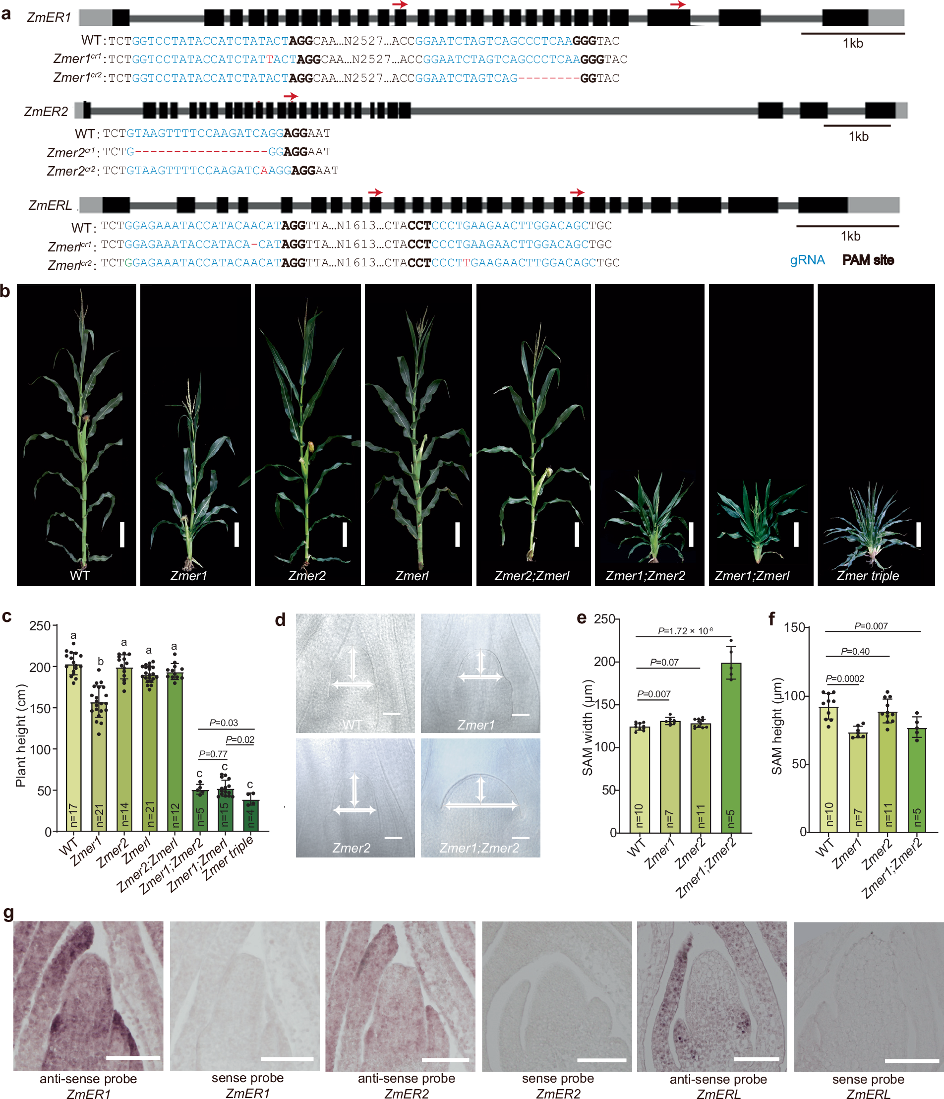 Fig. 1: The Zmer mutants have compact plant architecture and larger shoot apical meristems.