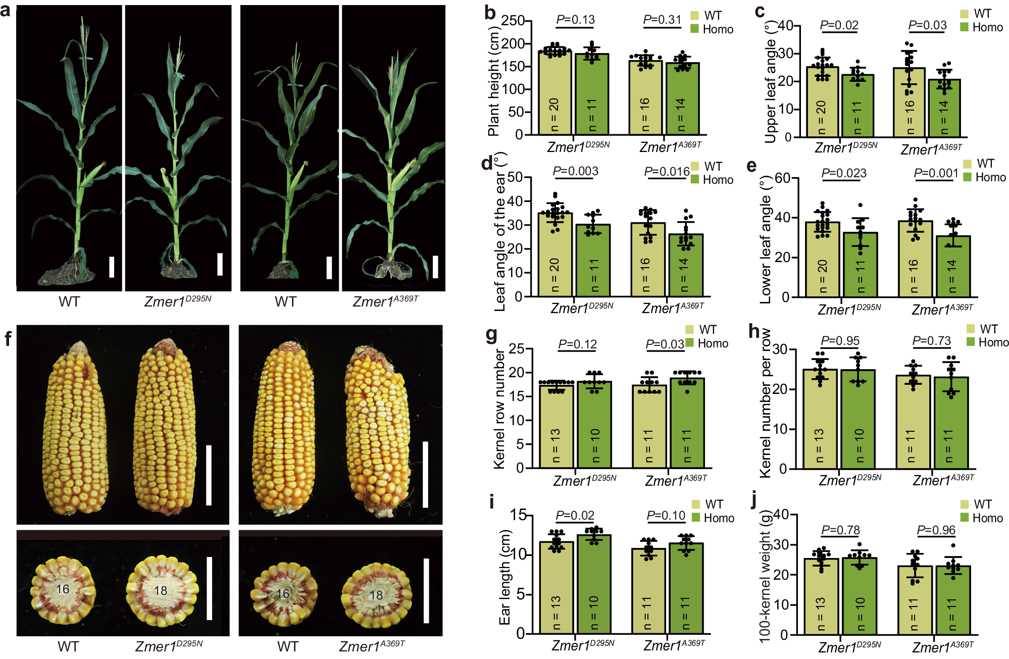 Fig. 6: Weak alleles of Zmer1 reduce leaf angle and increase kernel row number.