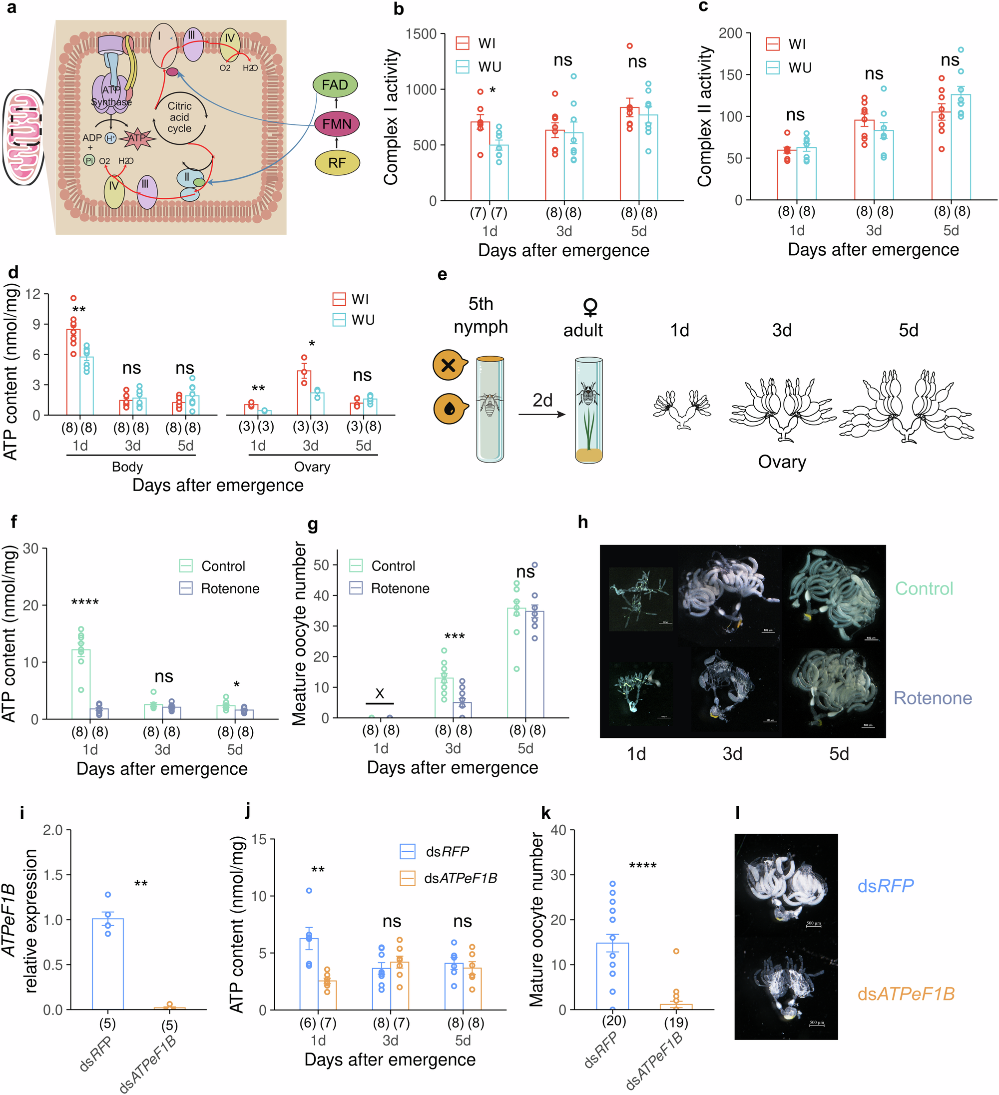 Fig. 3: Wolbachia upregulates SBPH females’ energy production.