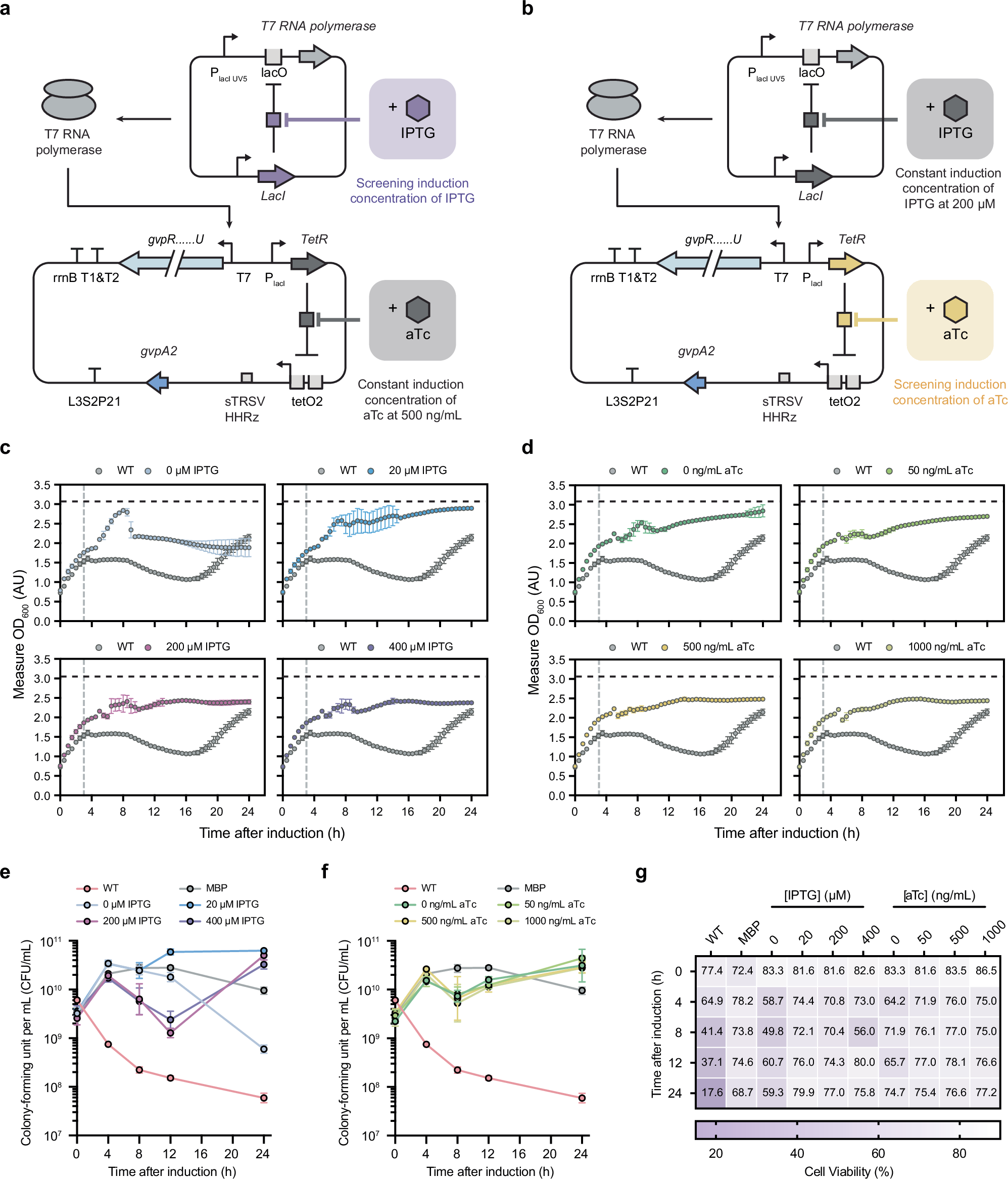 Fig. 5: Sequential expression of assembly factor proteins prior to shell protein synthesis mitigates proteotoxic stress and restores normal growth in E. coli.