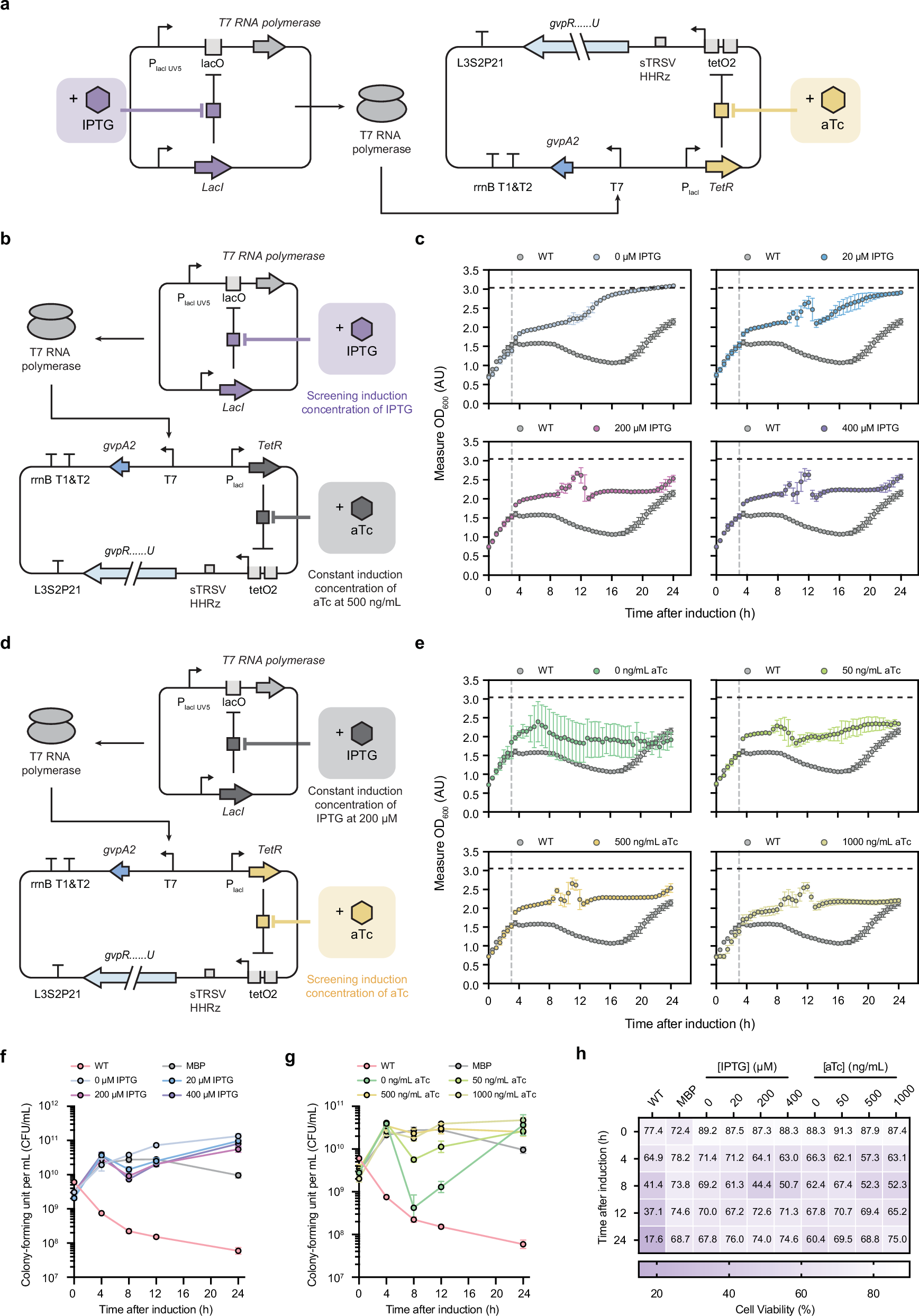 Fig. 6: Interchanging regulatory control of assembly factor proteins and shell protein expression resulted in limited mitigation of proteotoxic stress.