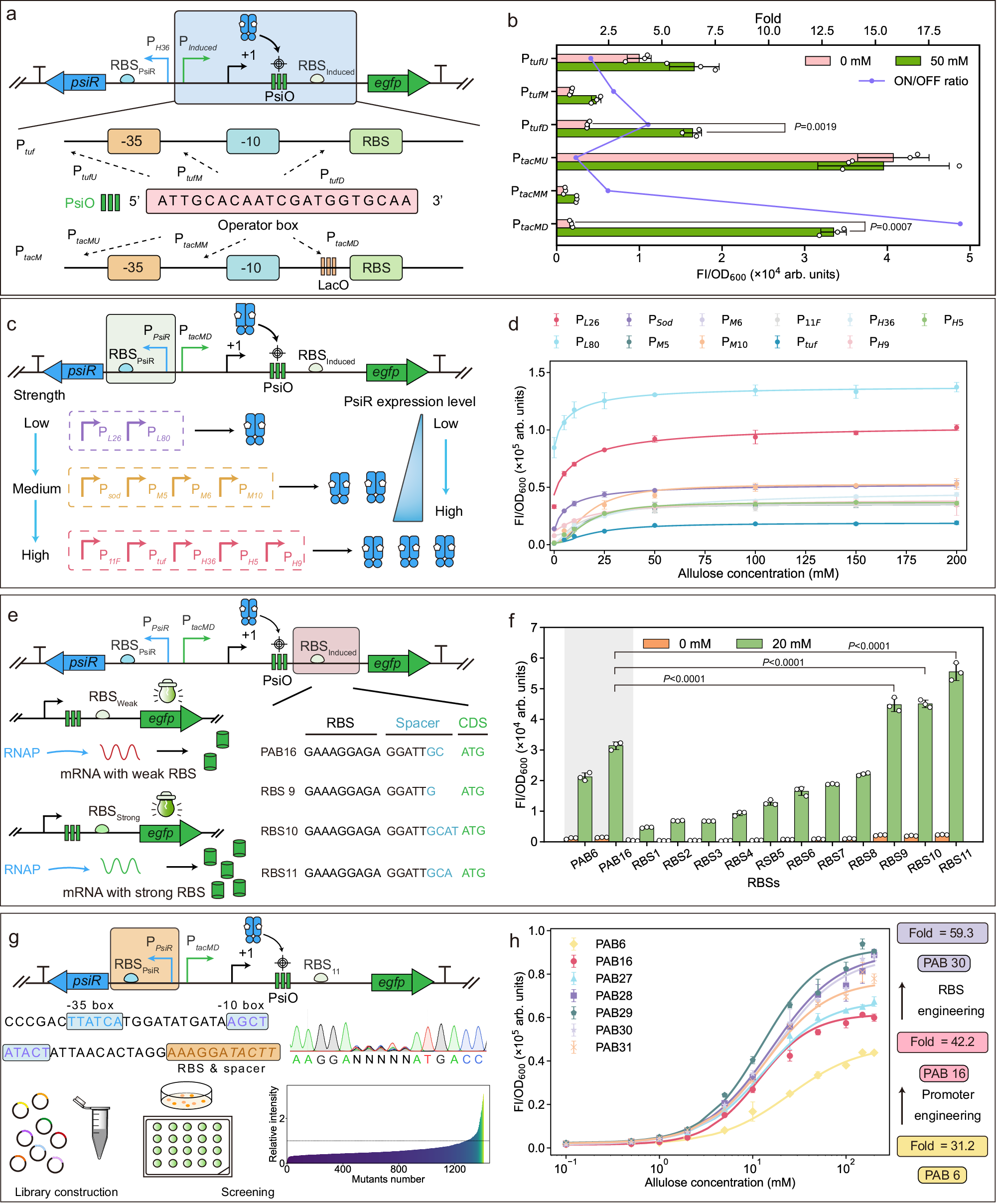 Fig. 2: Construction of allulose-responsive biosensors in C.glutamicum.