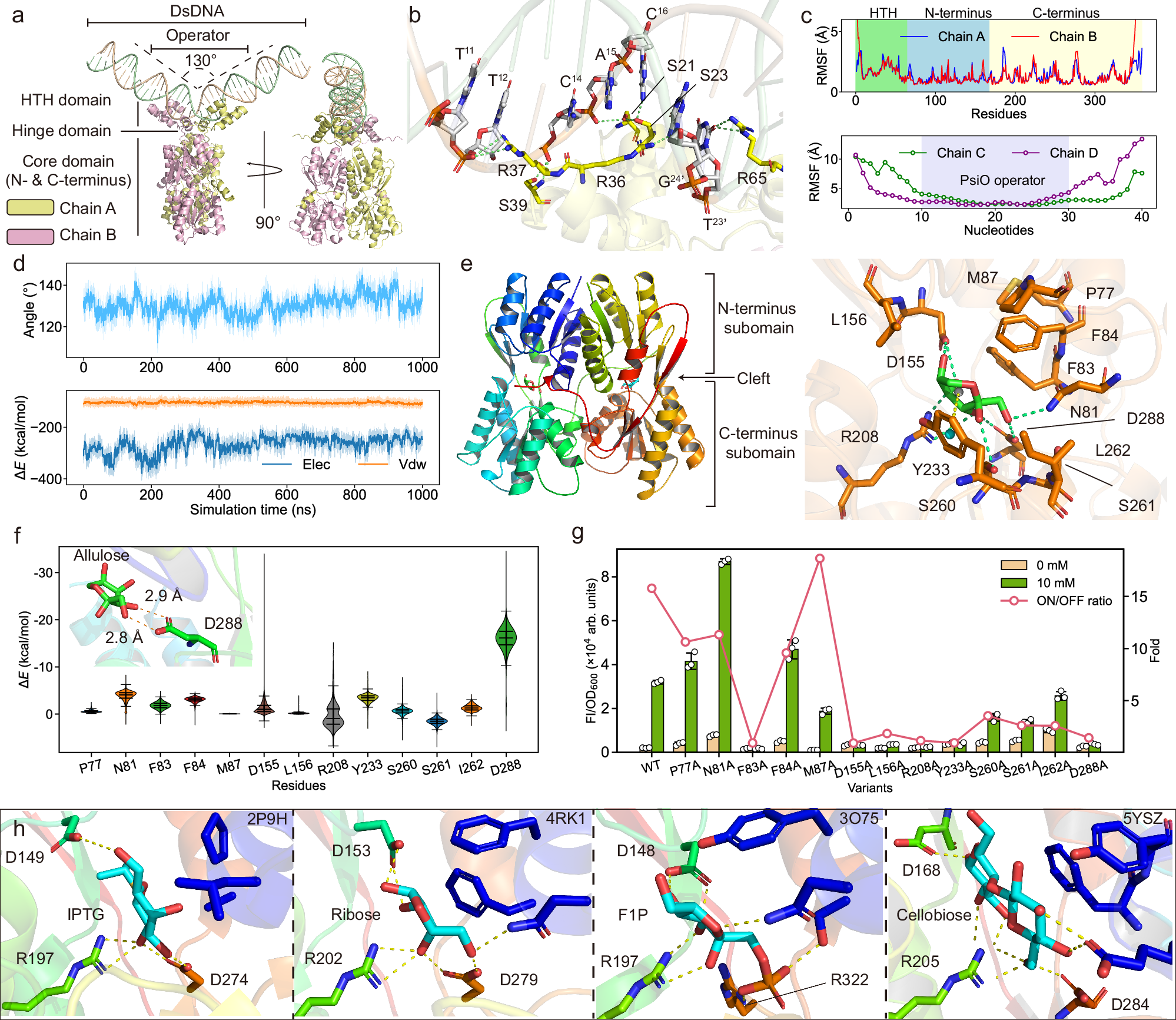 Fig. 3: Overall structure and binding mode of PsiR with PsiO and allulose.