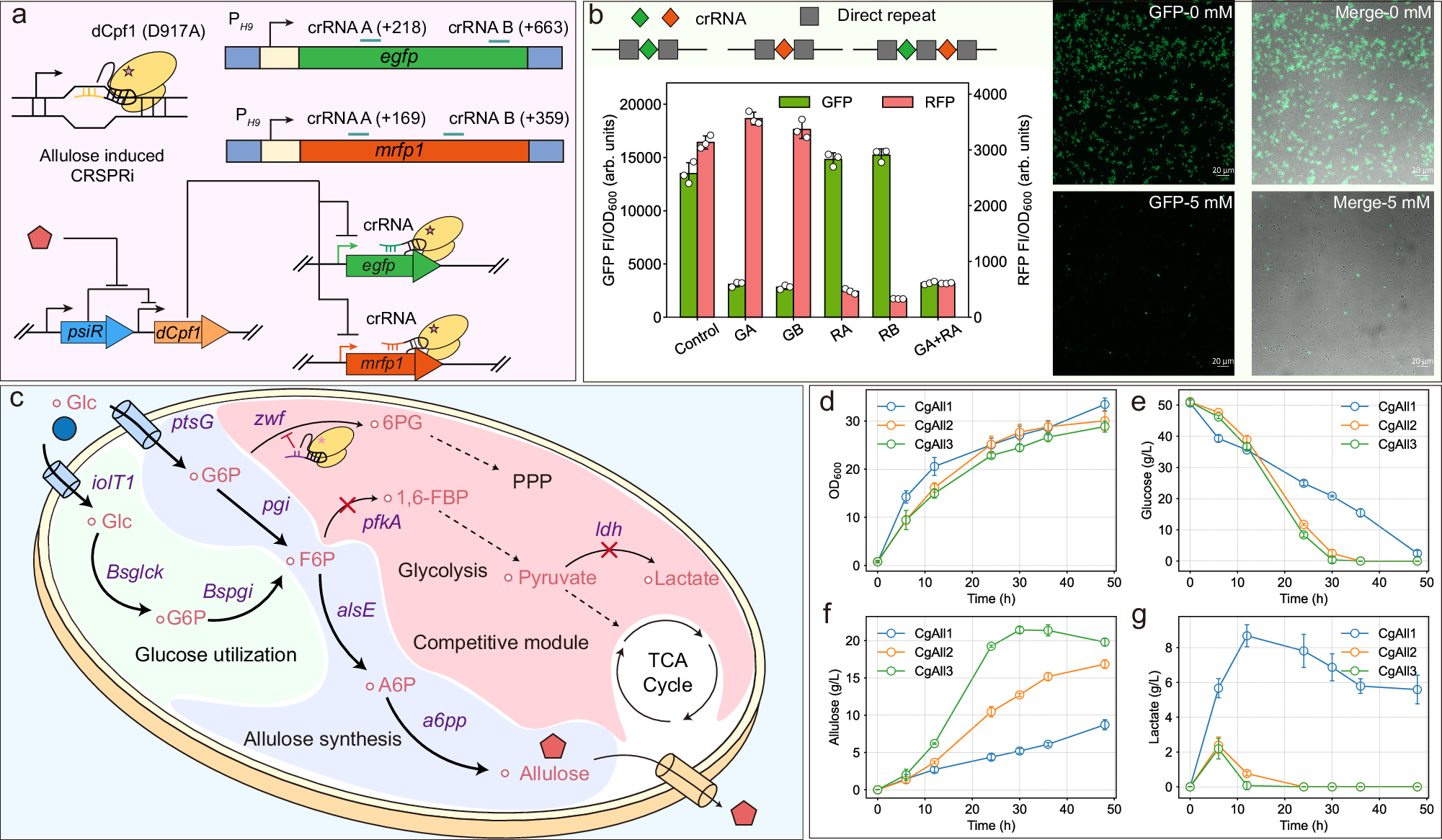 Fig. 7: PsiR-mediated gene expression repression and dynamic metabolic regulation.