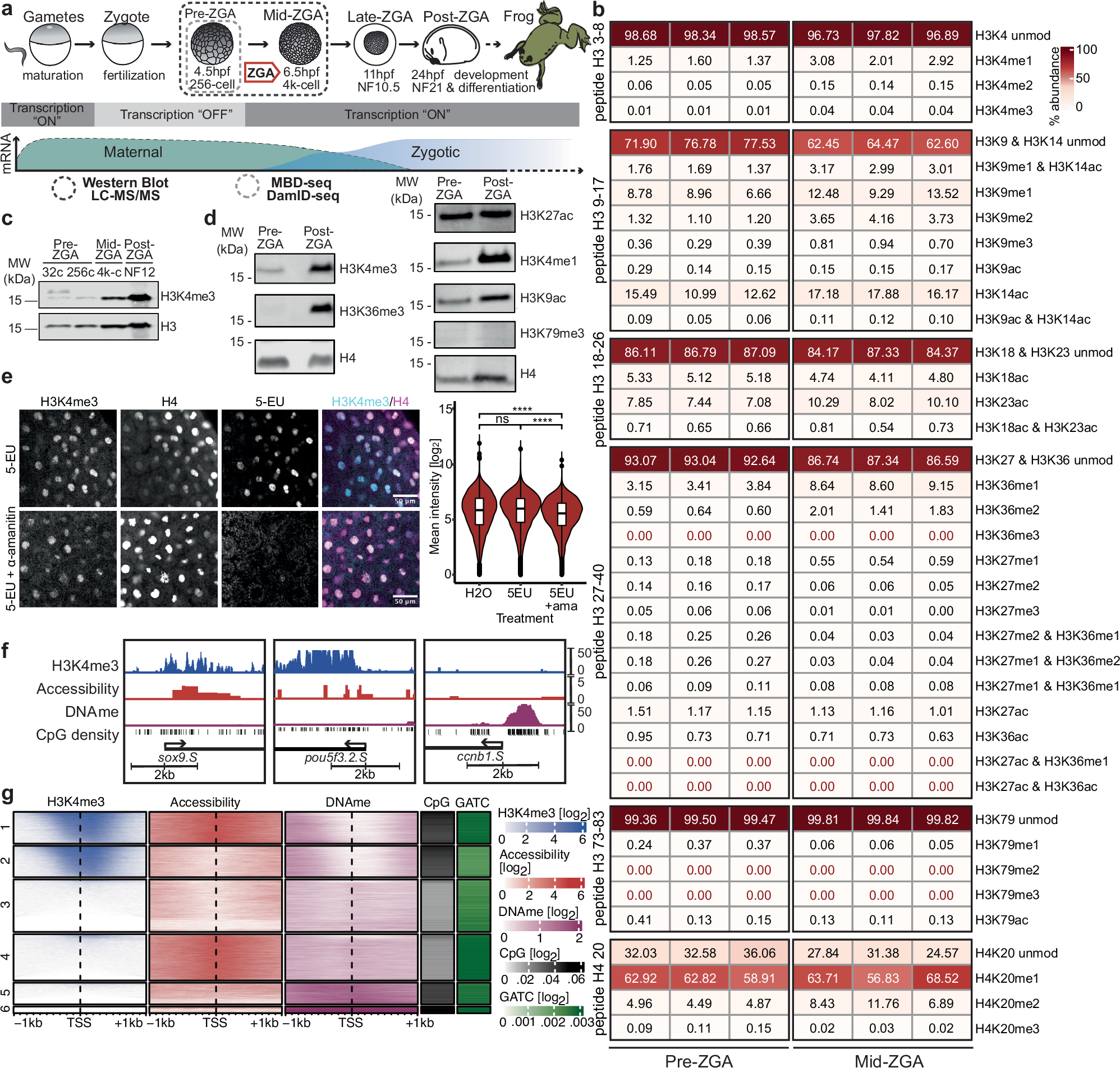 Fig. 1: Profiling histone modifications and epigenetic factors present on pre-ZGA embryo chromatin.