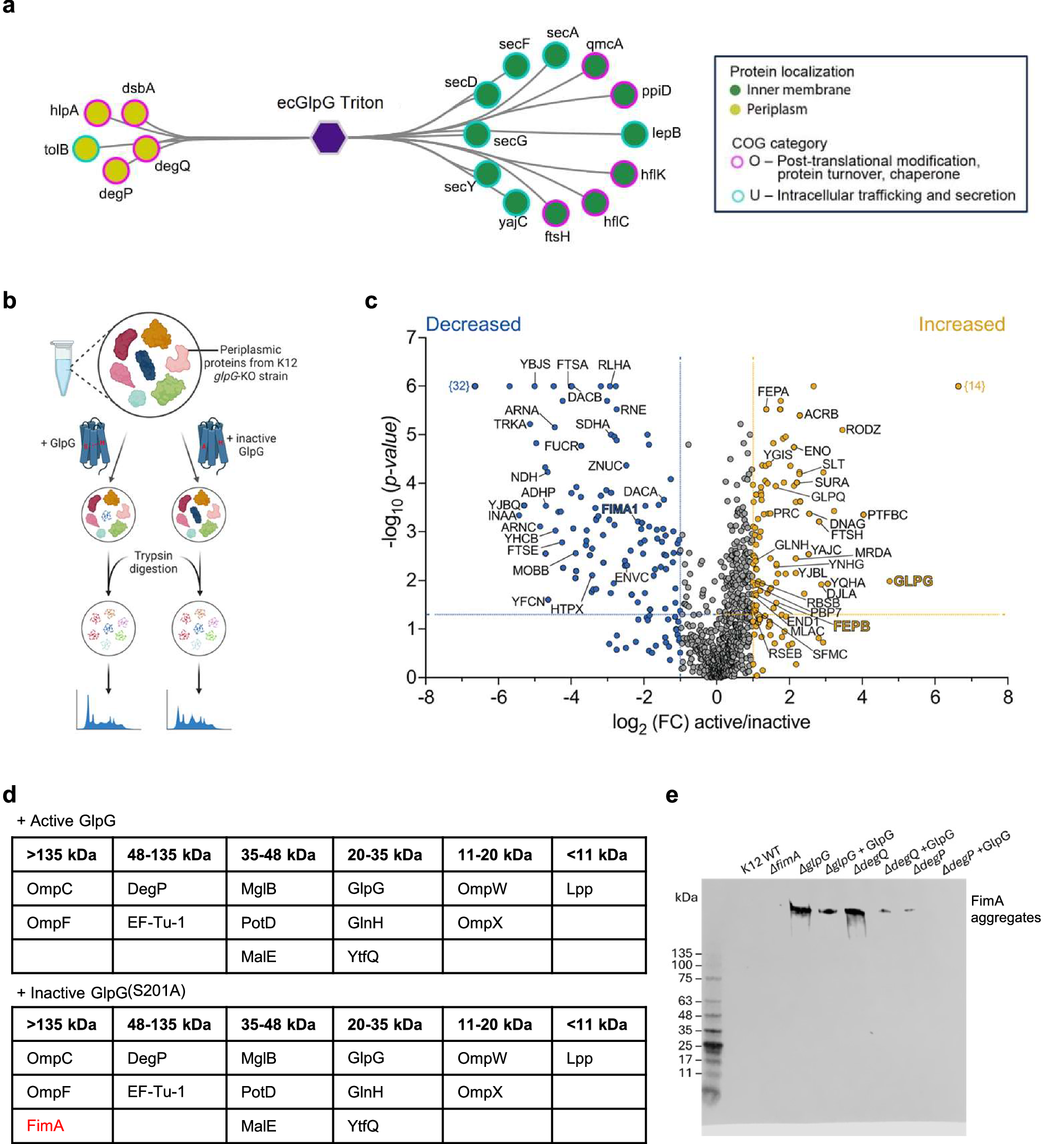 Fig. 1: Proteomic analyses of GlpG identified substrates associated with bacterial virulence.