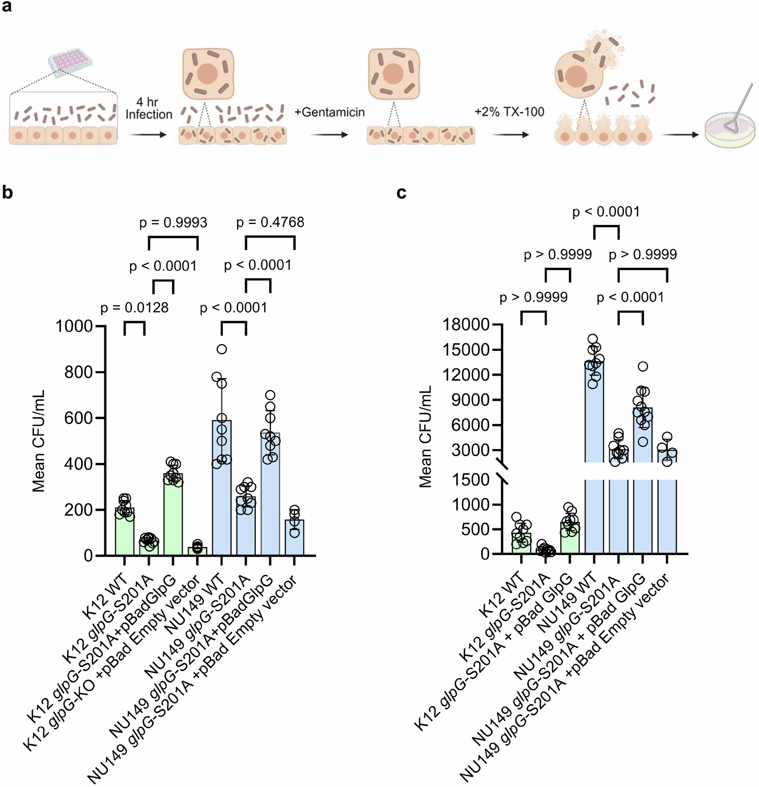 Fig. 3: GlpG catalysis is required for bacterial invasion by commensal and uropathogenic strains in bladder and kidney cell lines.
