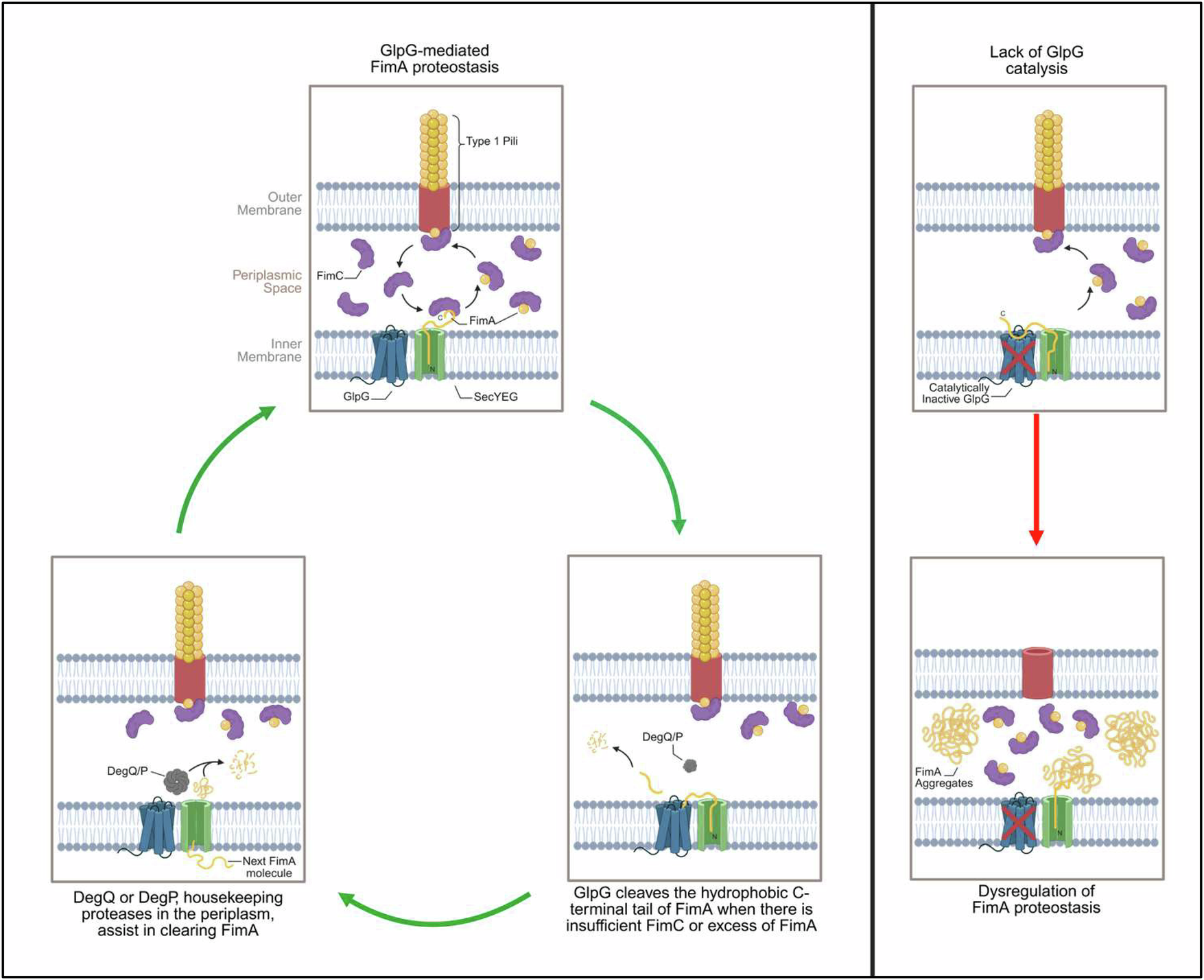 Fig. 8: Proposed depiction of the role of GlpG in maintaining protein quality control of FimA for the proper assembly of type 1 pili in E. coli.