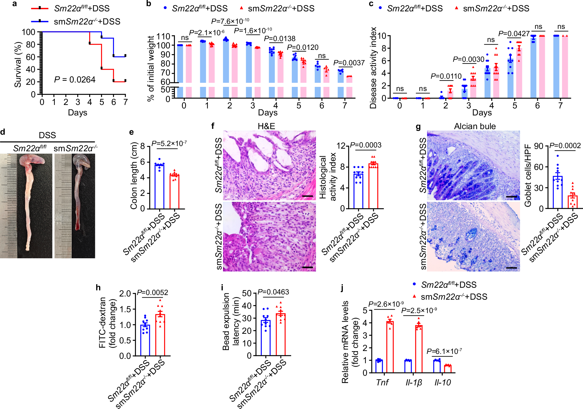 Fig. 2: smSm22α−/− mice are more susceptible to dextran sulfate sodium (DSS)-induced colitis. Sm22α fl/fl and smSm22α−/− mice were administered 2.5% DSS in drinking water for 7 days, followed by sample collection, n = 10 mice per group.