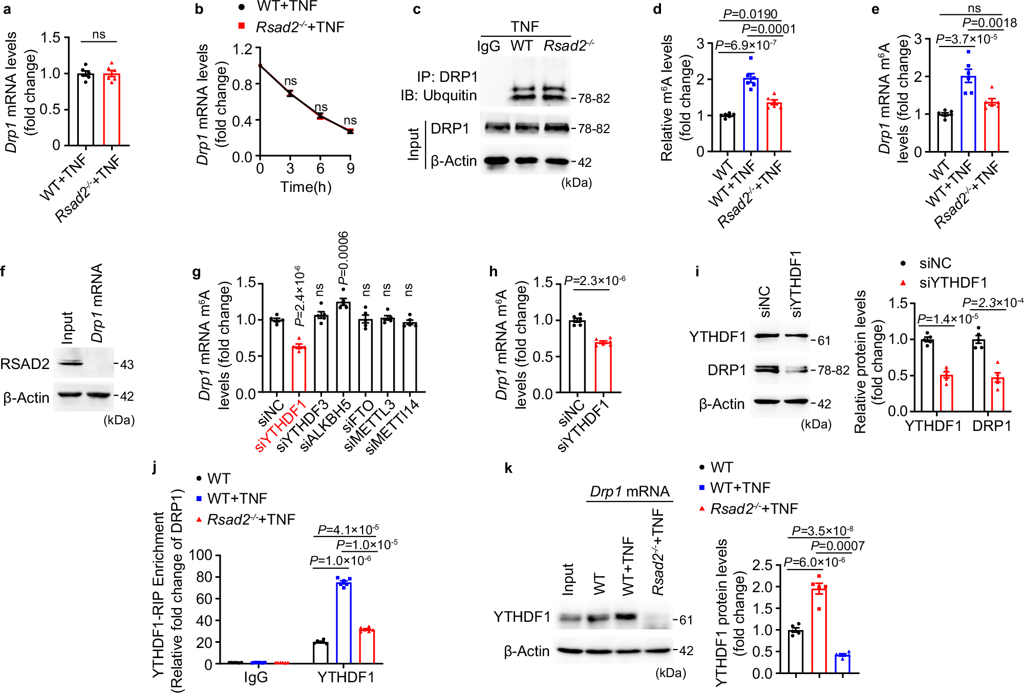 Fig. 6: RSAD2 promotes Drp1 mRNA translation by facilitating the activity of the m6A reader YTHDF1.