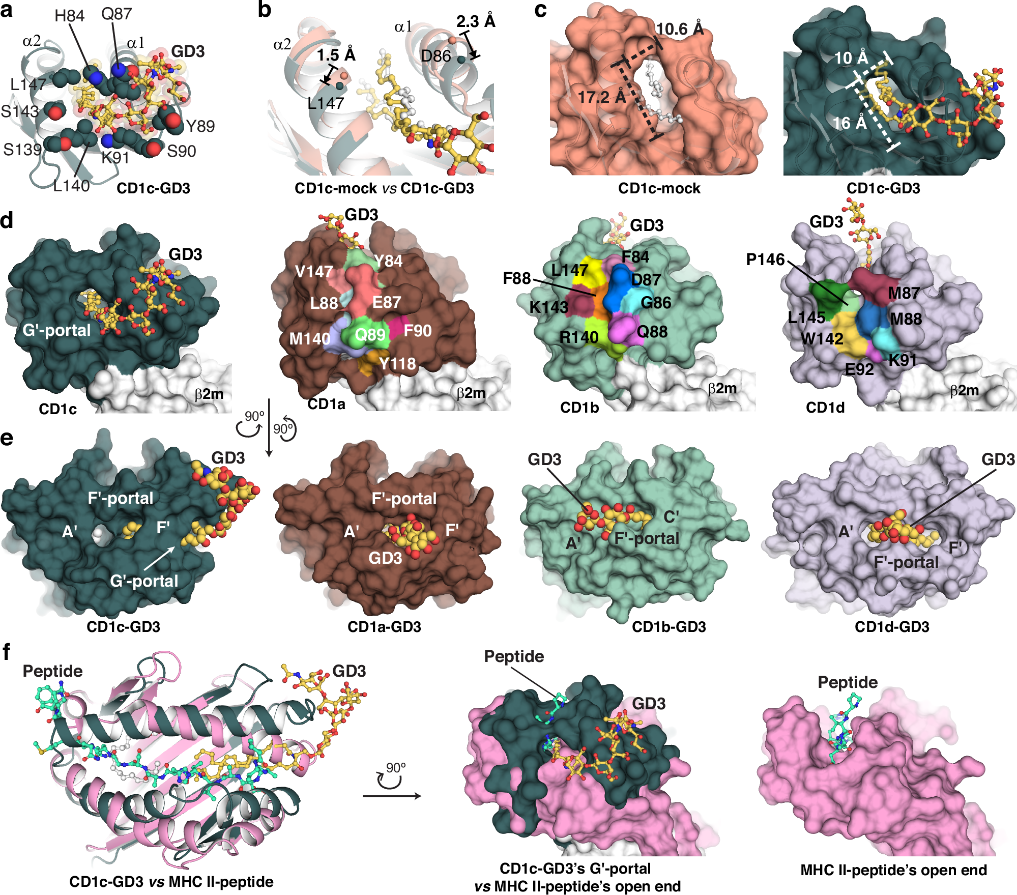 Fig. 3: The G′-portal is a unique feature of CD1c.
