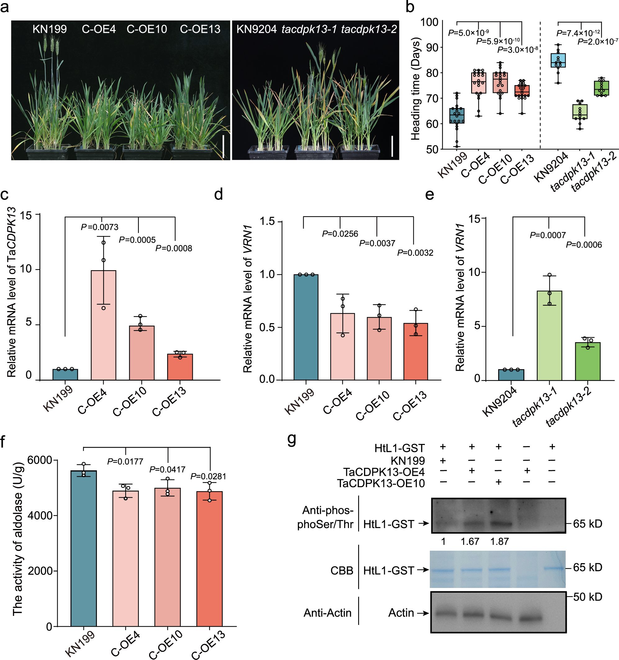 Fig. 4: TaCDPK13 inhibits flowering in winter wheat.