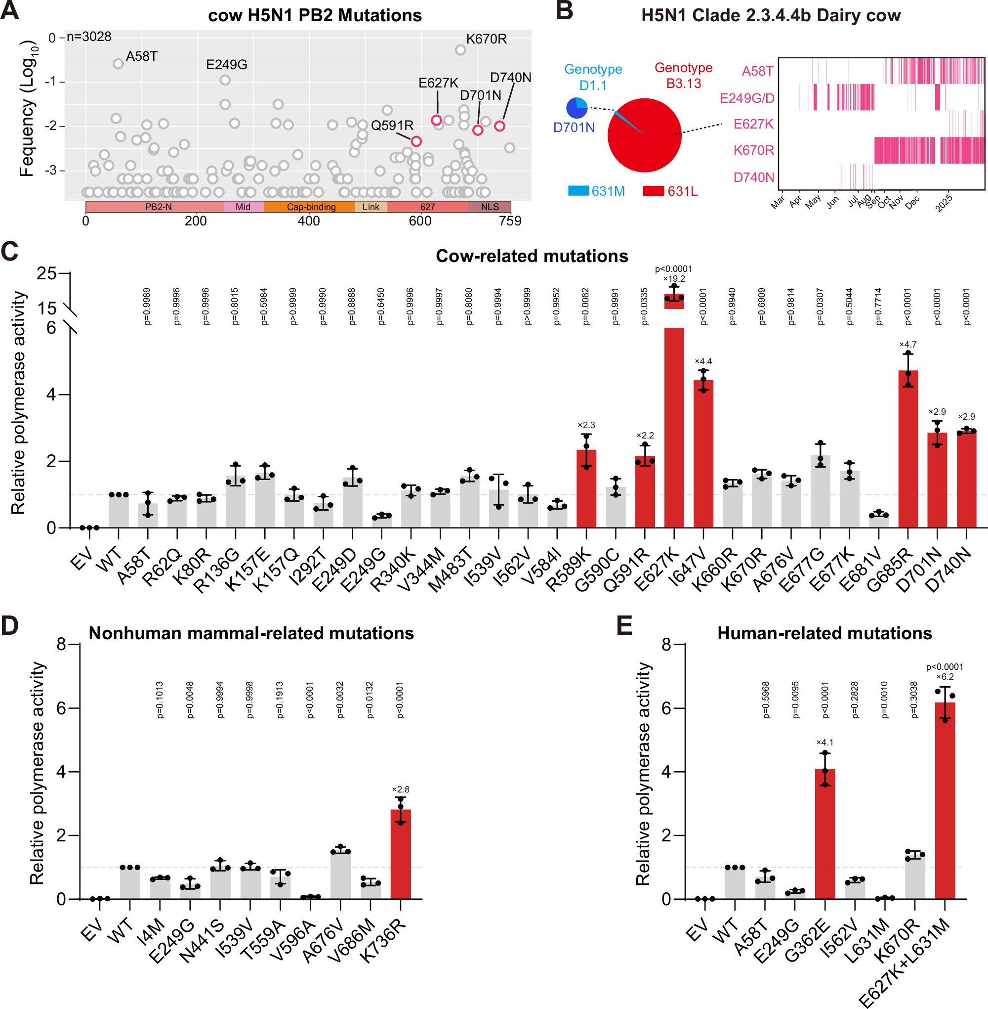 Fig. 3: Ongoing H5N1 outbreaks in cattle and other mammals have facilitated the emergence of additional mammalian-adapted mutations in PB2.