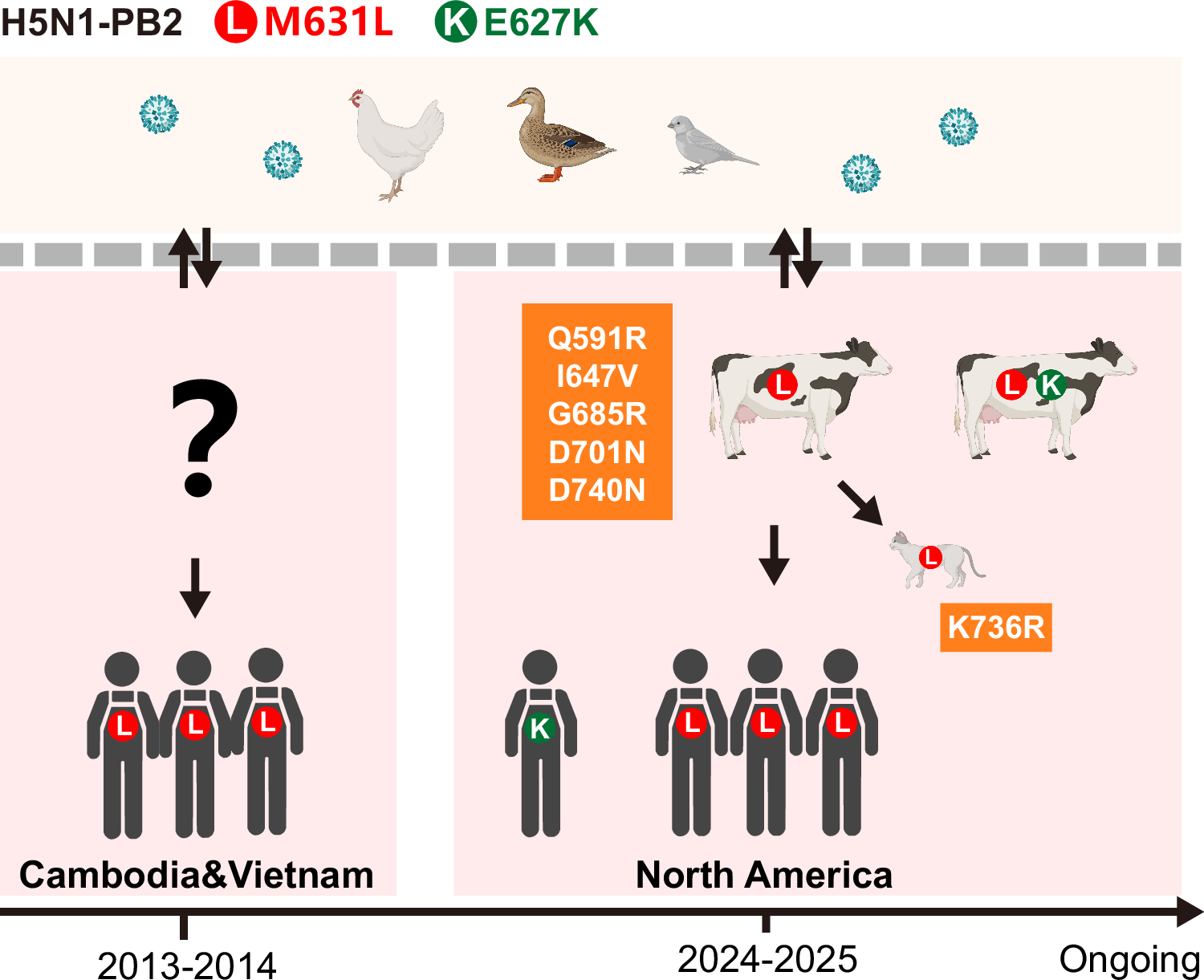 Fig. 6: Schematic representation of PB2 mutations during H5N1 virus transmission.