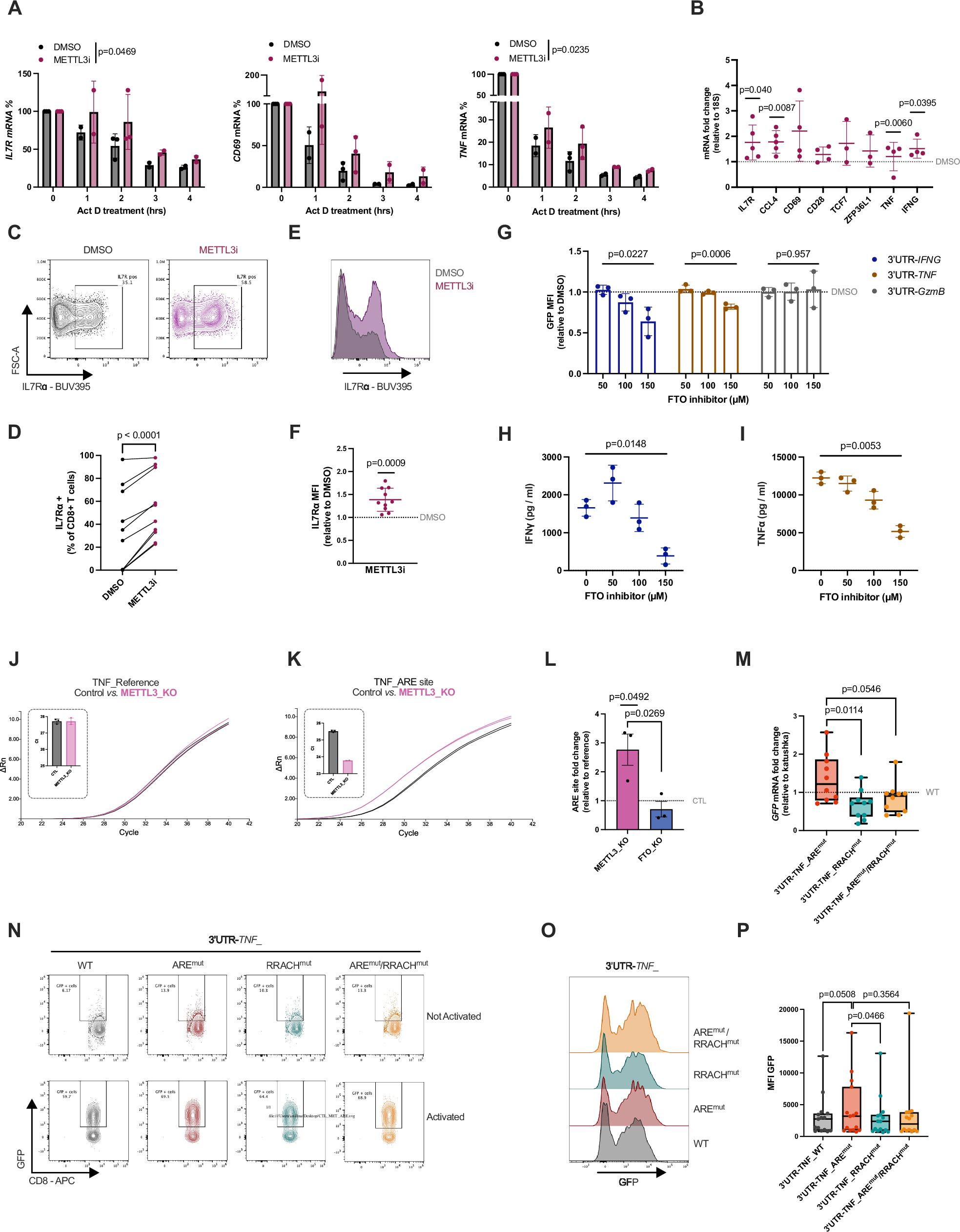 Fig. 3: Effect of ARE-interlinked m6A sites on mRNA stability.
