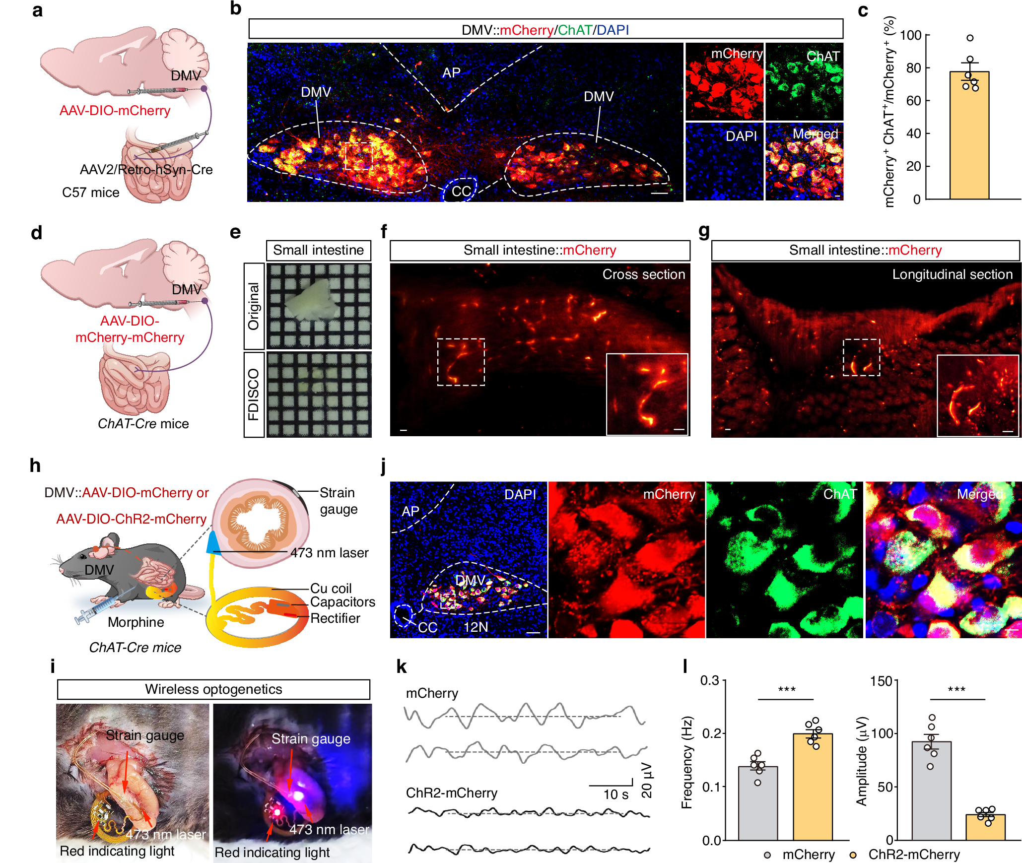 Fig. 2: DMVAch neurons directly project to the small intestine.
