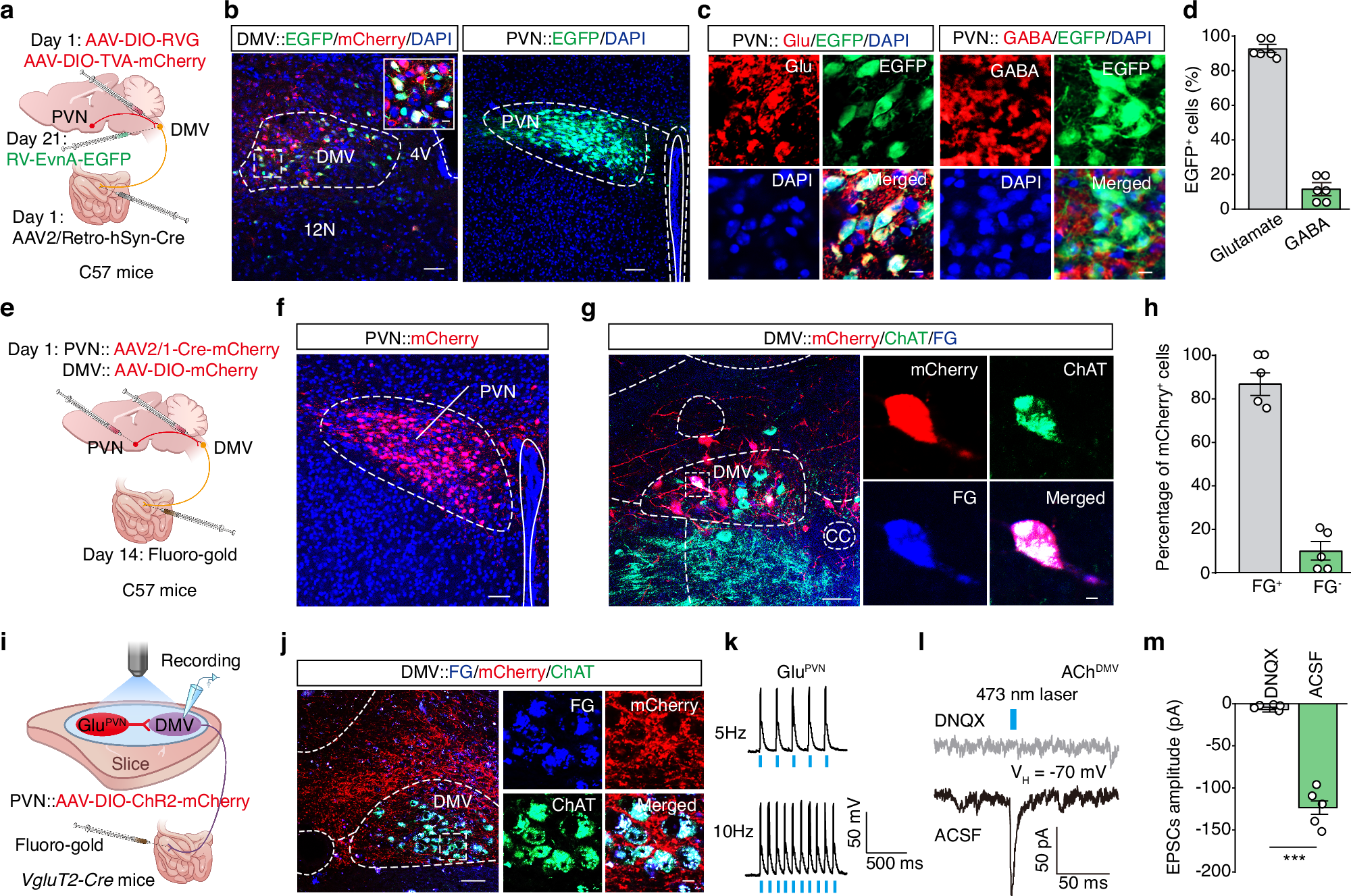 Fig. 4: Defining a PVNGlu→DMVAch→small intestine circuit.