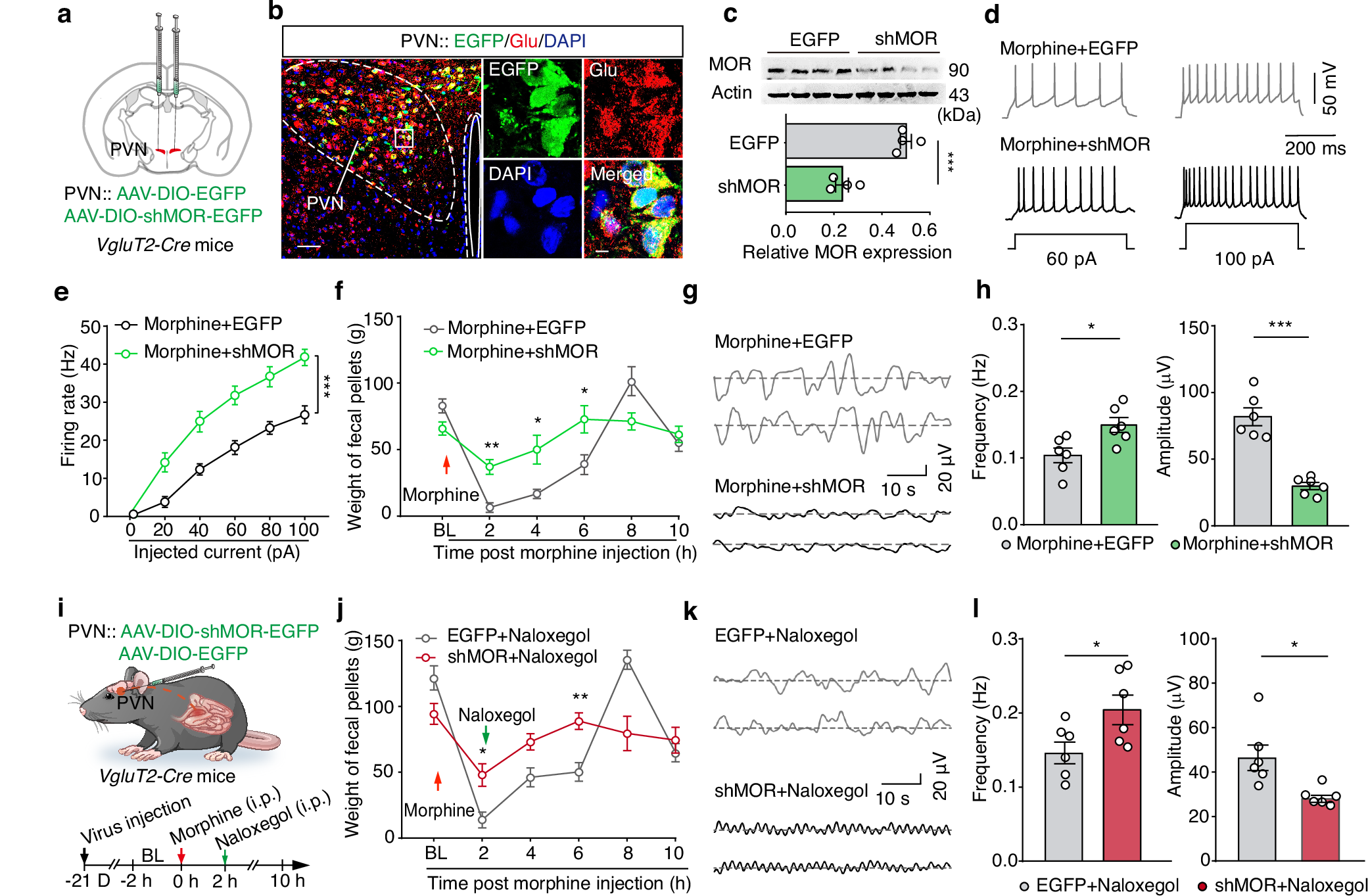 Fig. 6: Conditional MOR knockdown in PVNGlu neurons alleviates morphine-induced constipation.