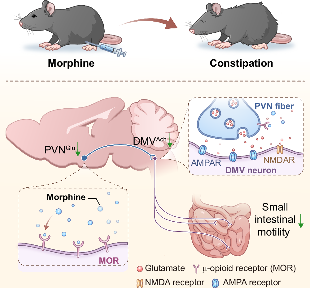 Fig. 8: A brain-to-small intestine circuit mediates morphine-induced constipation.