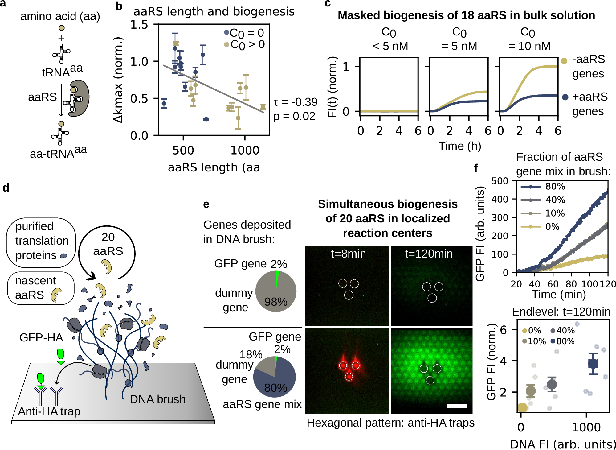Fig. 4: Simultaneous biogenesis of all twenty aminoacyl-tRNA synthetases (aaRSs).