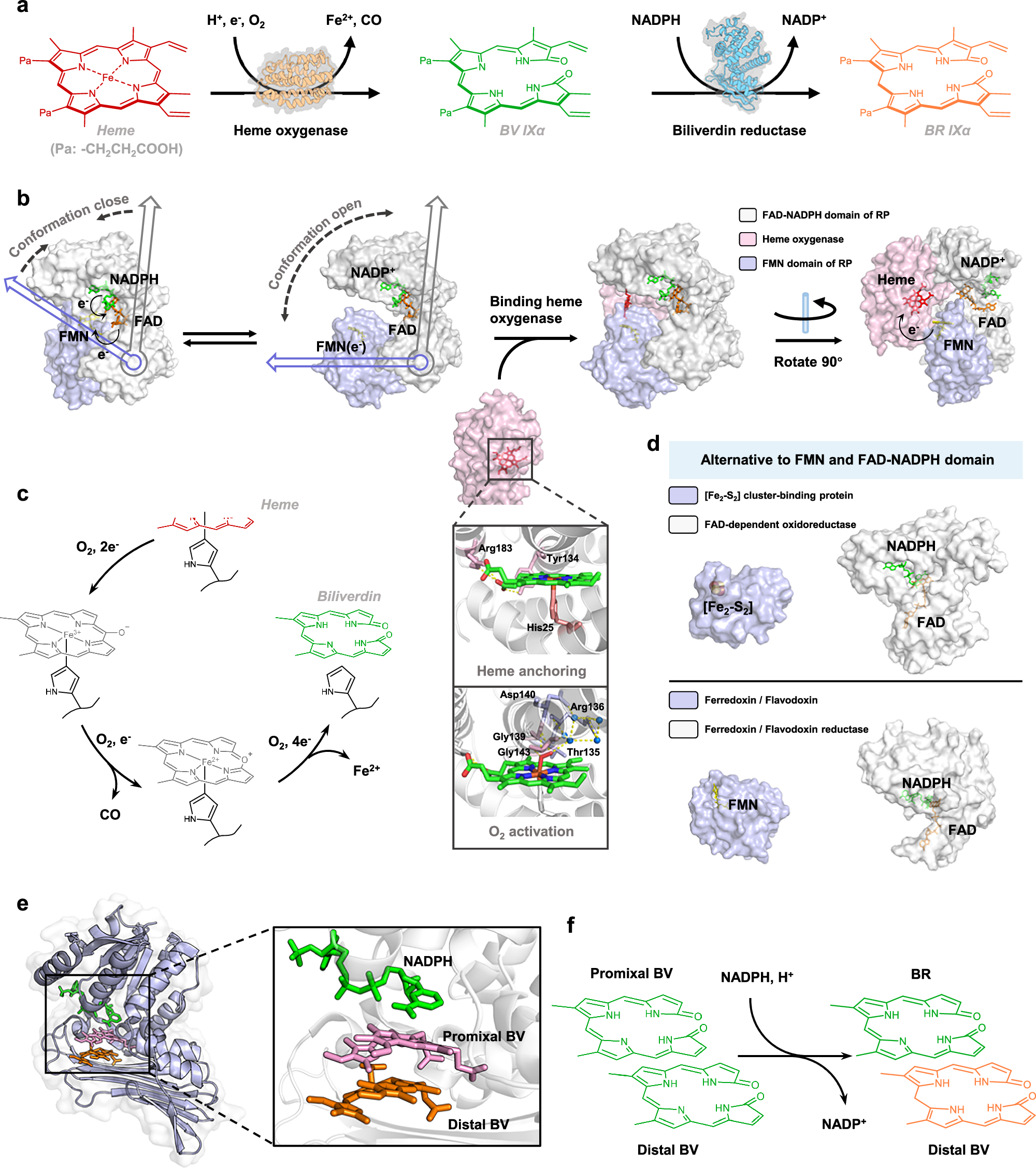 Fig. 1: Enzymatic conversion of heme to bilirubin and structural features of key pathway enzymes.