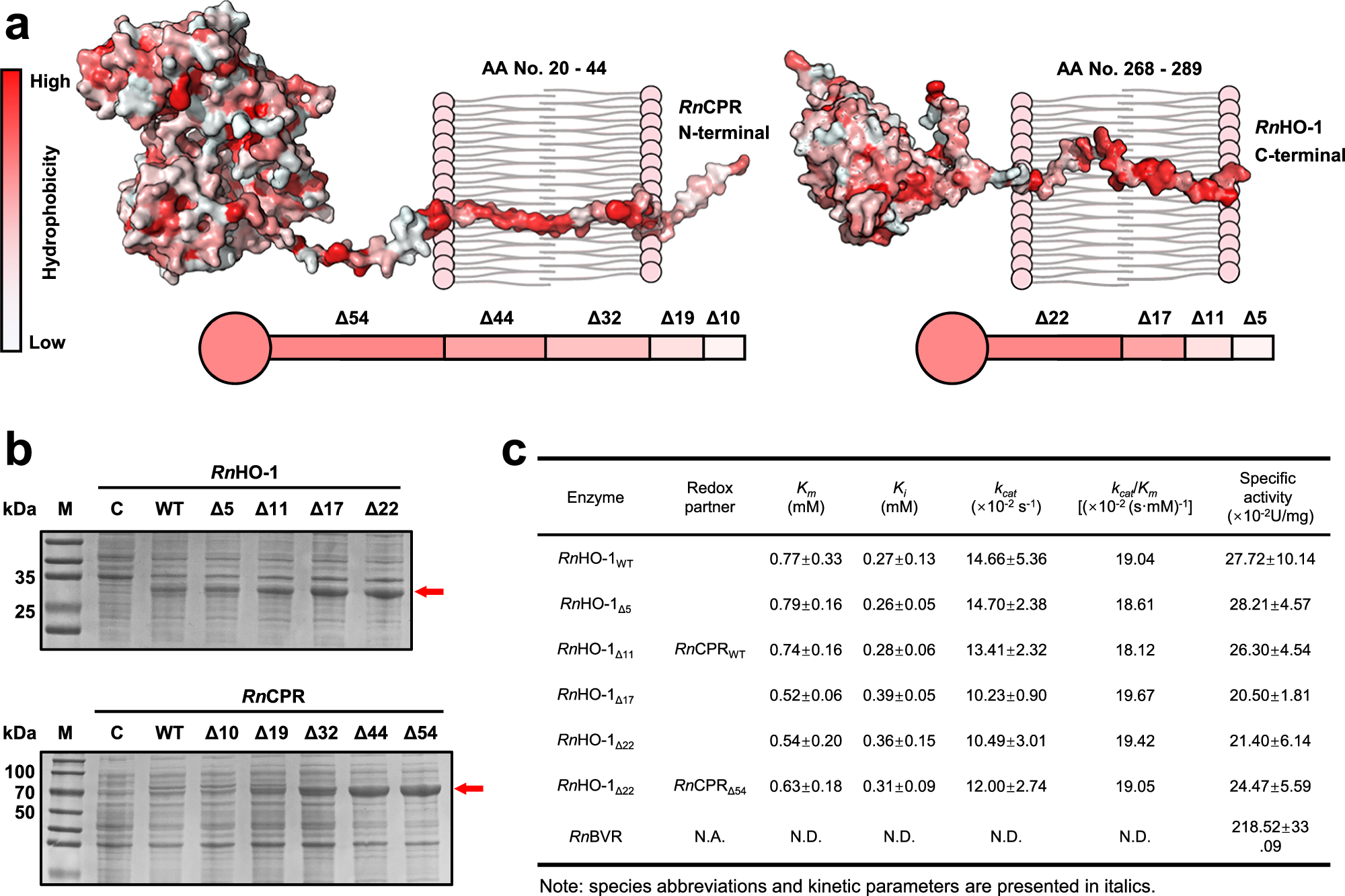 Fig. 3: Terminal truncation of RnHO-1 and RnCPR improves soluble expression without compromising enzymatic activity.