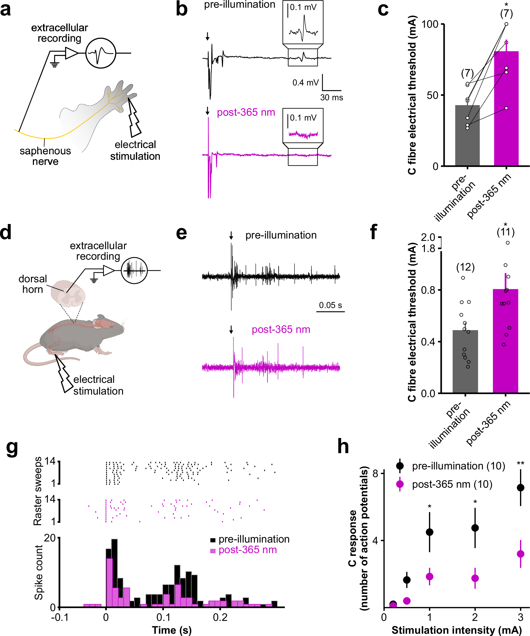 Fig. 5: 365 nm illumination of the skin decreases the excitability of C-fibers.