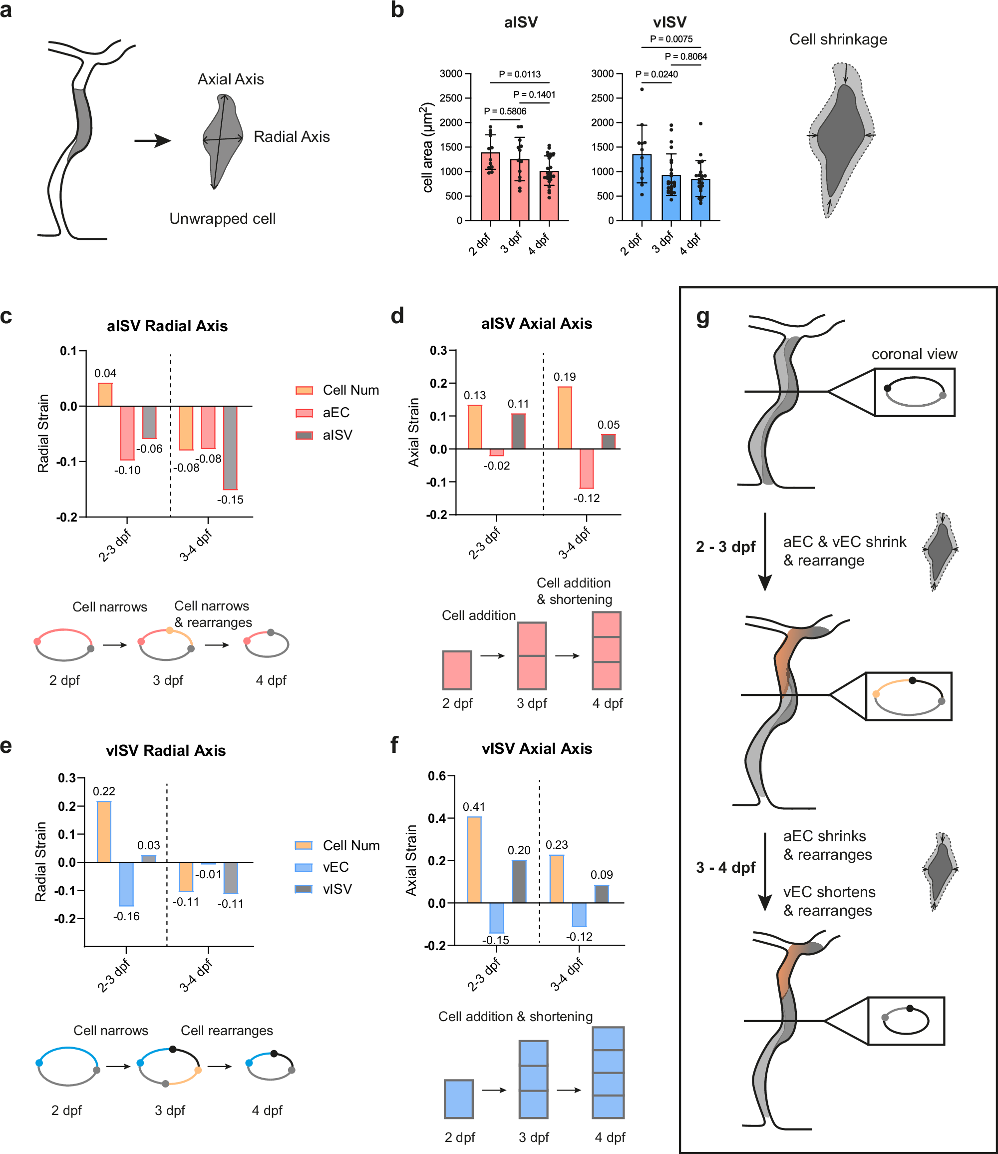 Fig. 2: Endothelial cell shrinkage and rearrangement underlie vessel constriction and elongation.