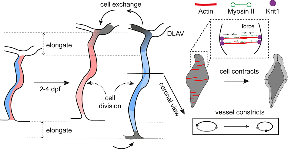 Fig. 8: Graphical model of vessel size control during vascular remodelling.