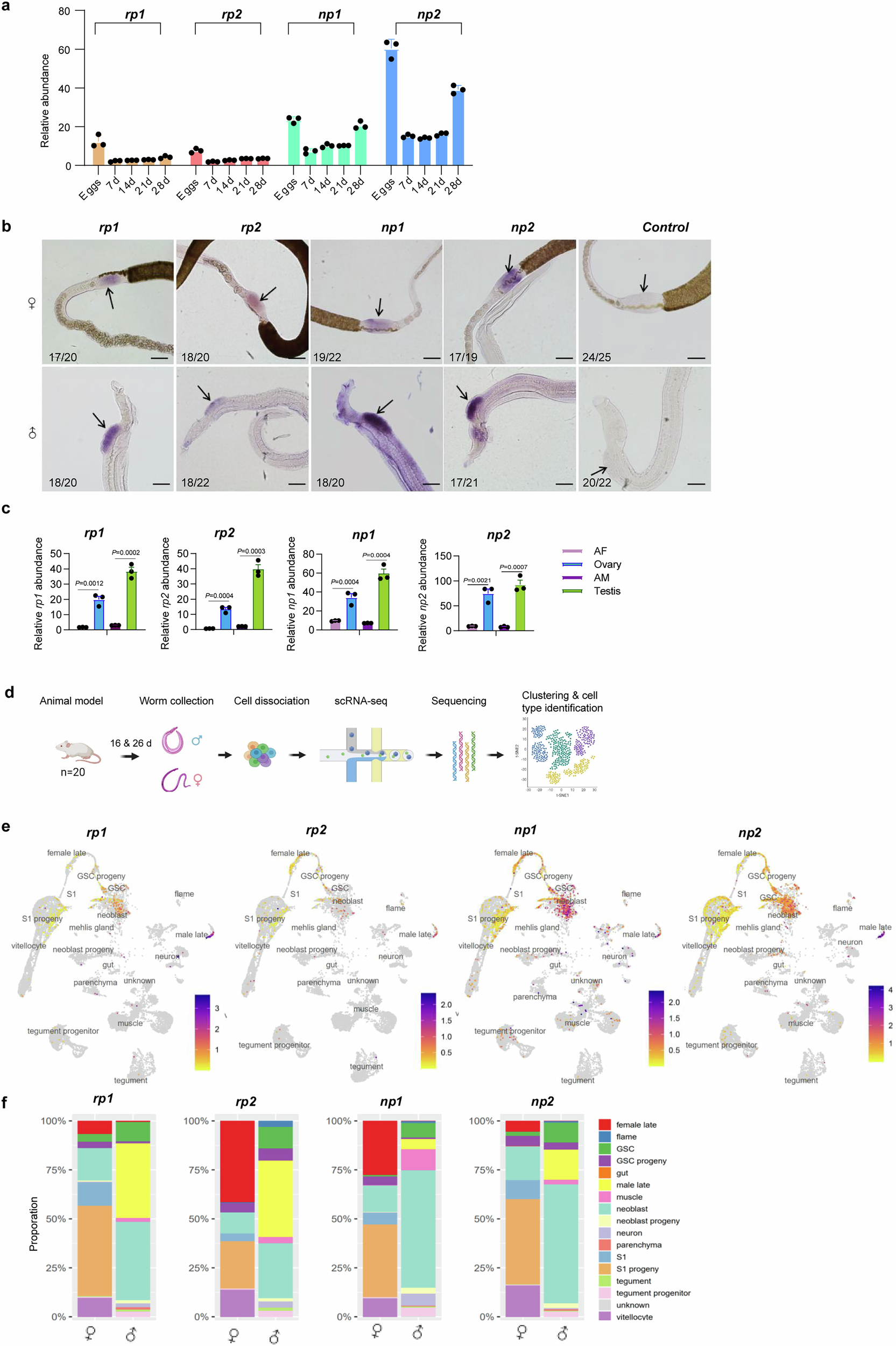 Fig. 2: ngRNAs are predominantly localized in sexual organs of adults and eggs.