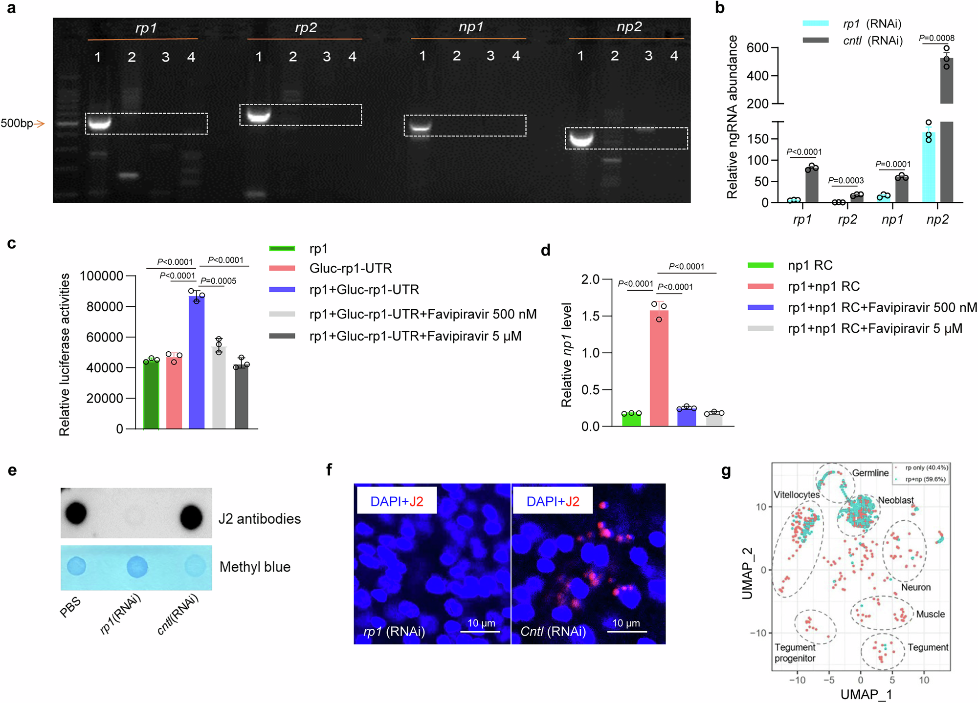 Fig. 5: RdRp involves the synthesis of complementary ngRNAs.