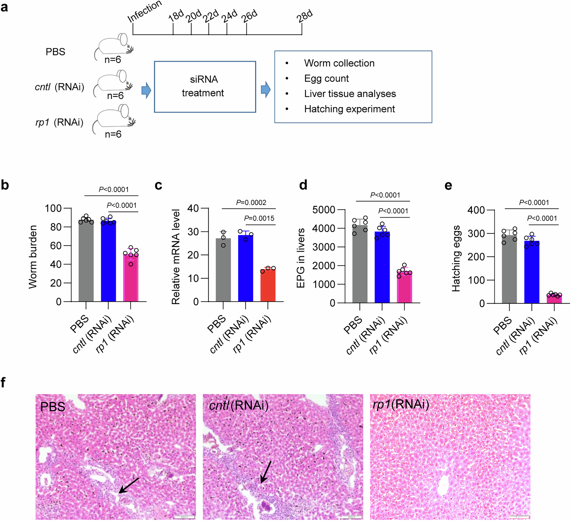 Fig. 7: Targeting rp1 ngRNA in infected animals reduces egg production and host pathology.