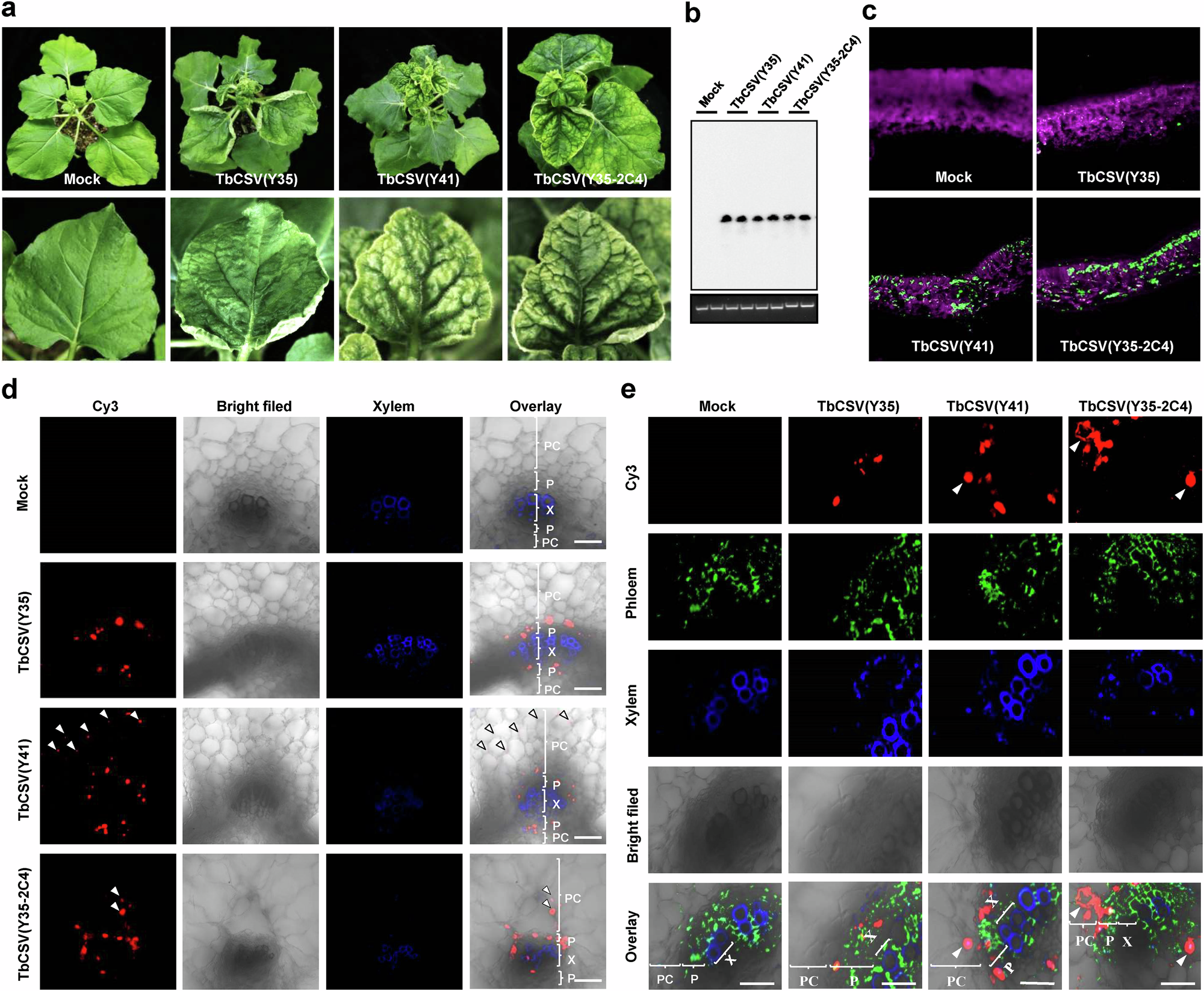 Fig. 2: The ability of TbCSV to express a chloroplast-localized C4 compromises phloem restriction.
