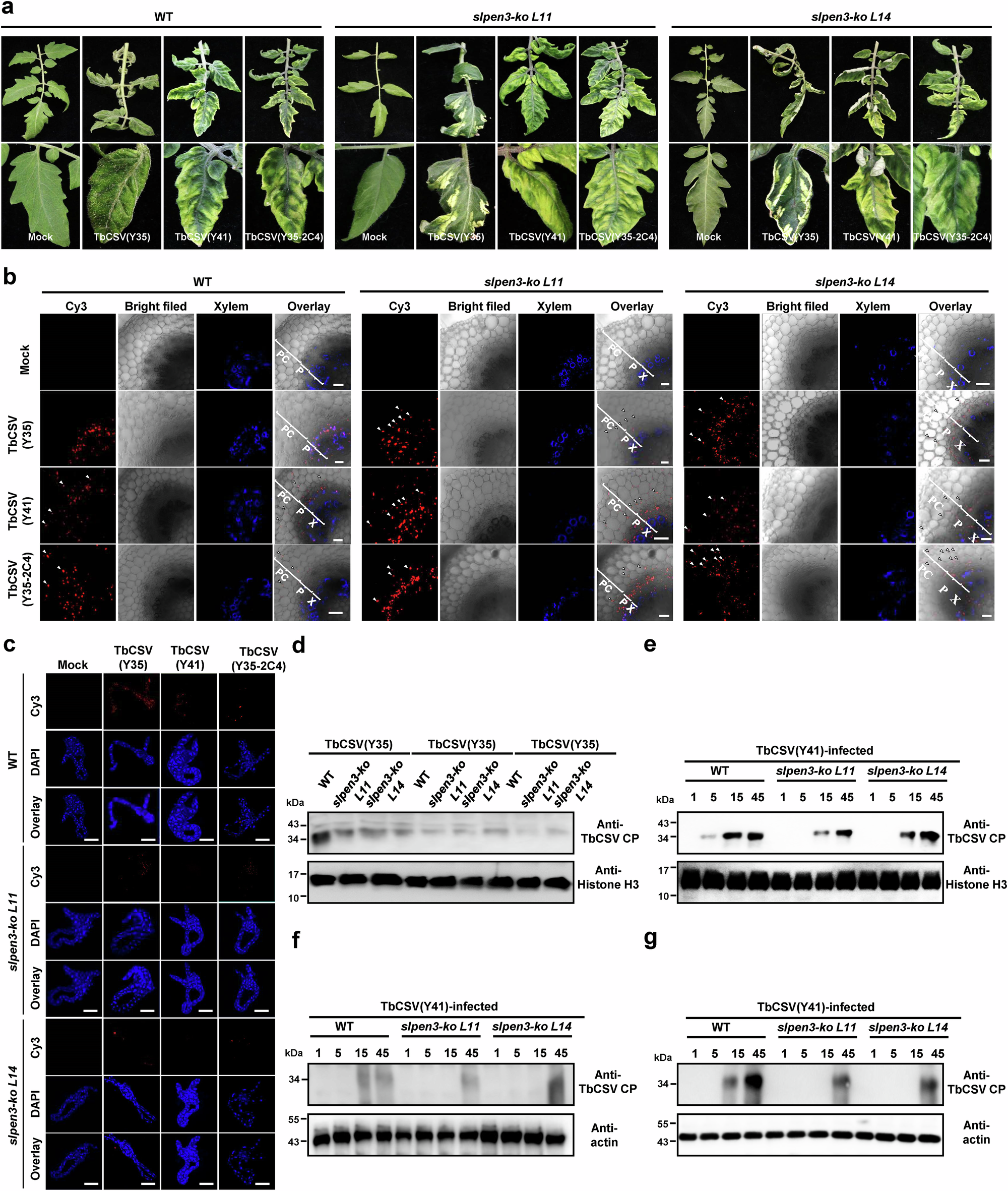 Fig. 5: Phloem-limitation enabled by PEN3 favors acquisition of the virus by the insect vector.