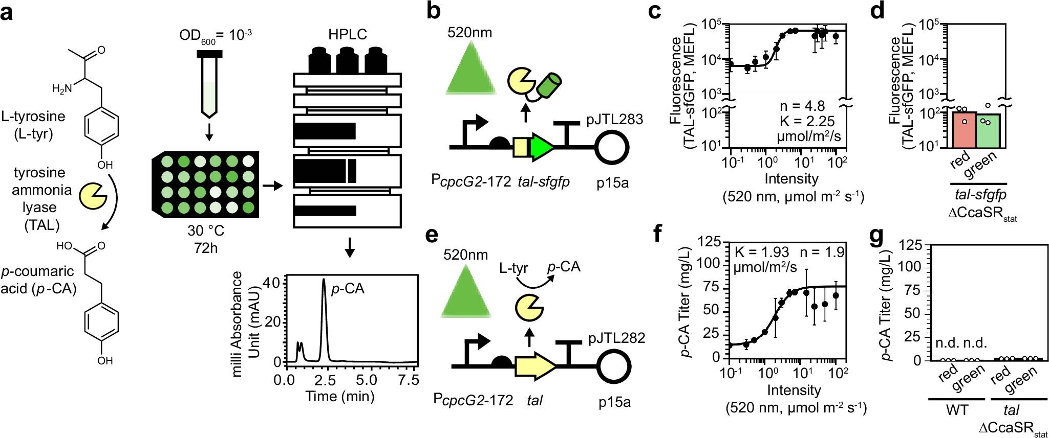Fig. 4: Using static light signals to optimize p-coumaric acid production in stationary phase.