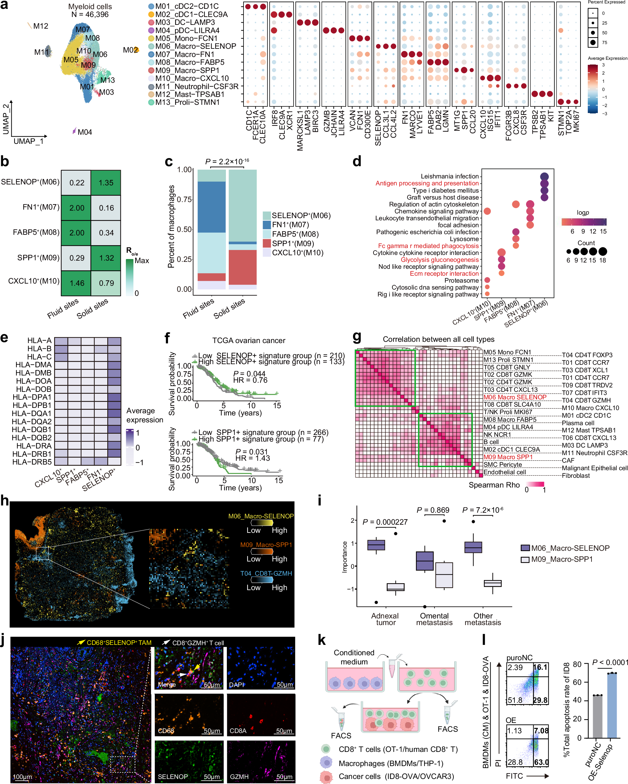 Fig. 3: SELENOP+ macrophages co-localized with CD8+GZMH+ Tpex and predict better prognosis.