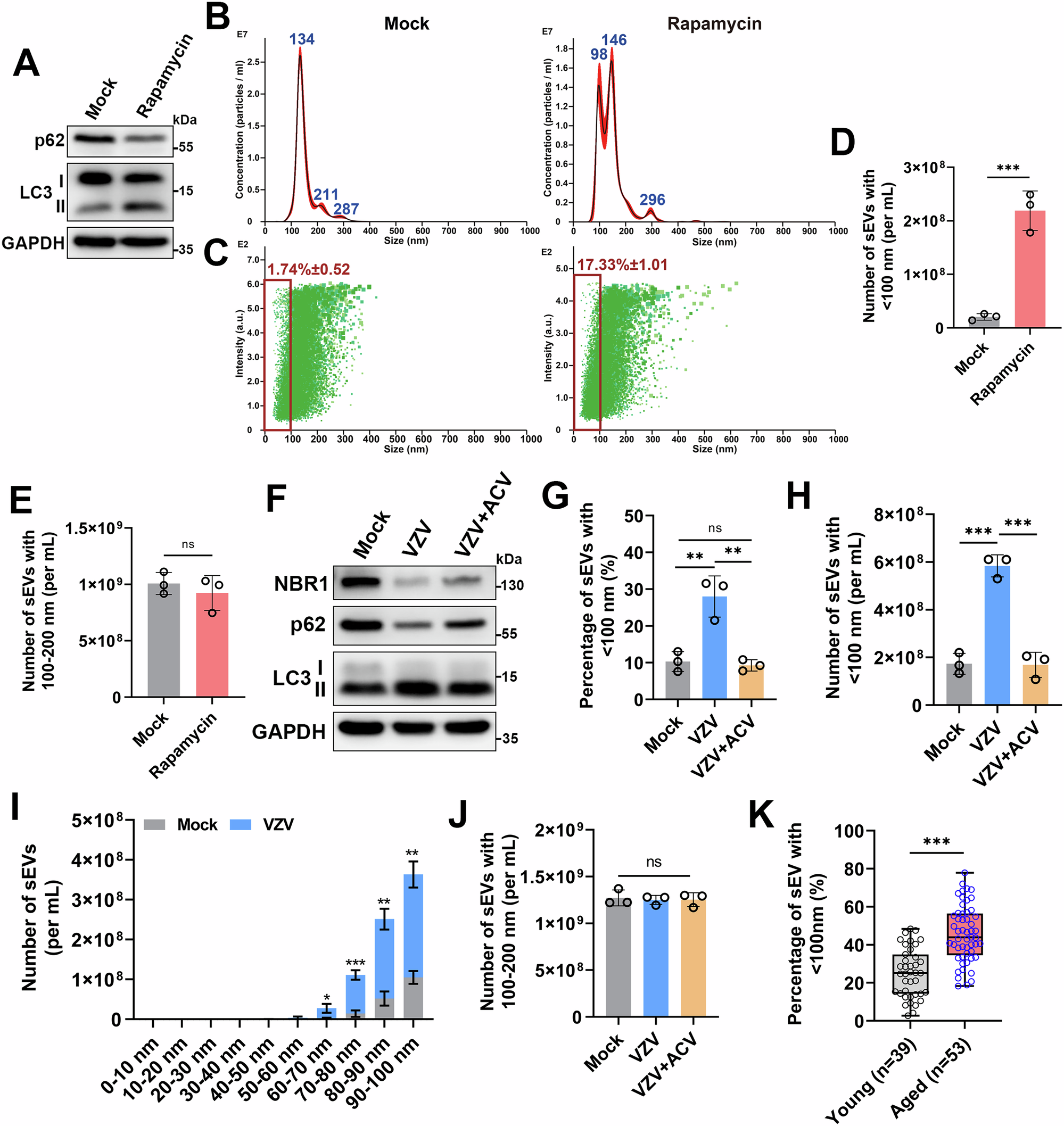 Fig. 2: The stress-induced autophagy response led to increased secretion of sEVs less than 100 nm in size.