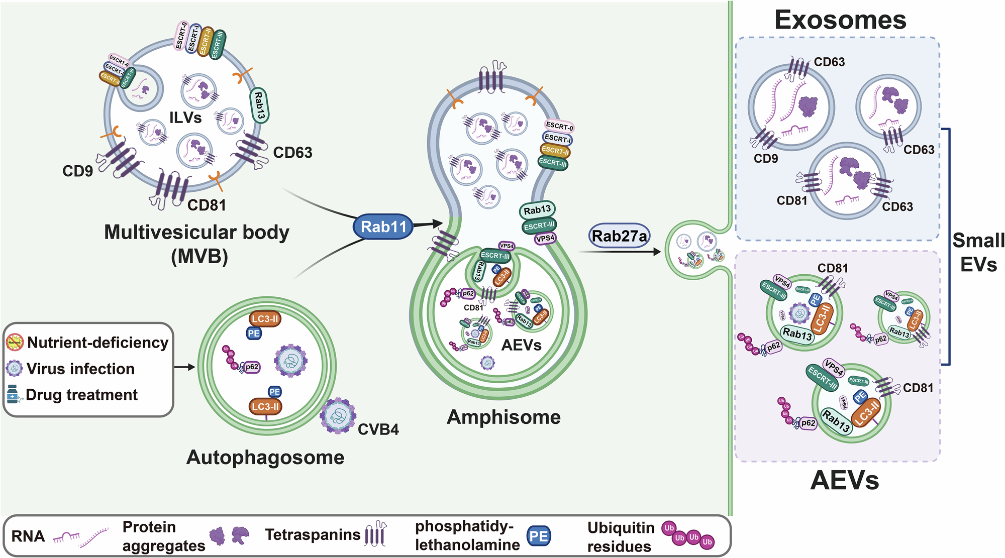 Fig. 9: Model of differential biogenesis between AEVs and exosome.