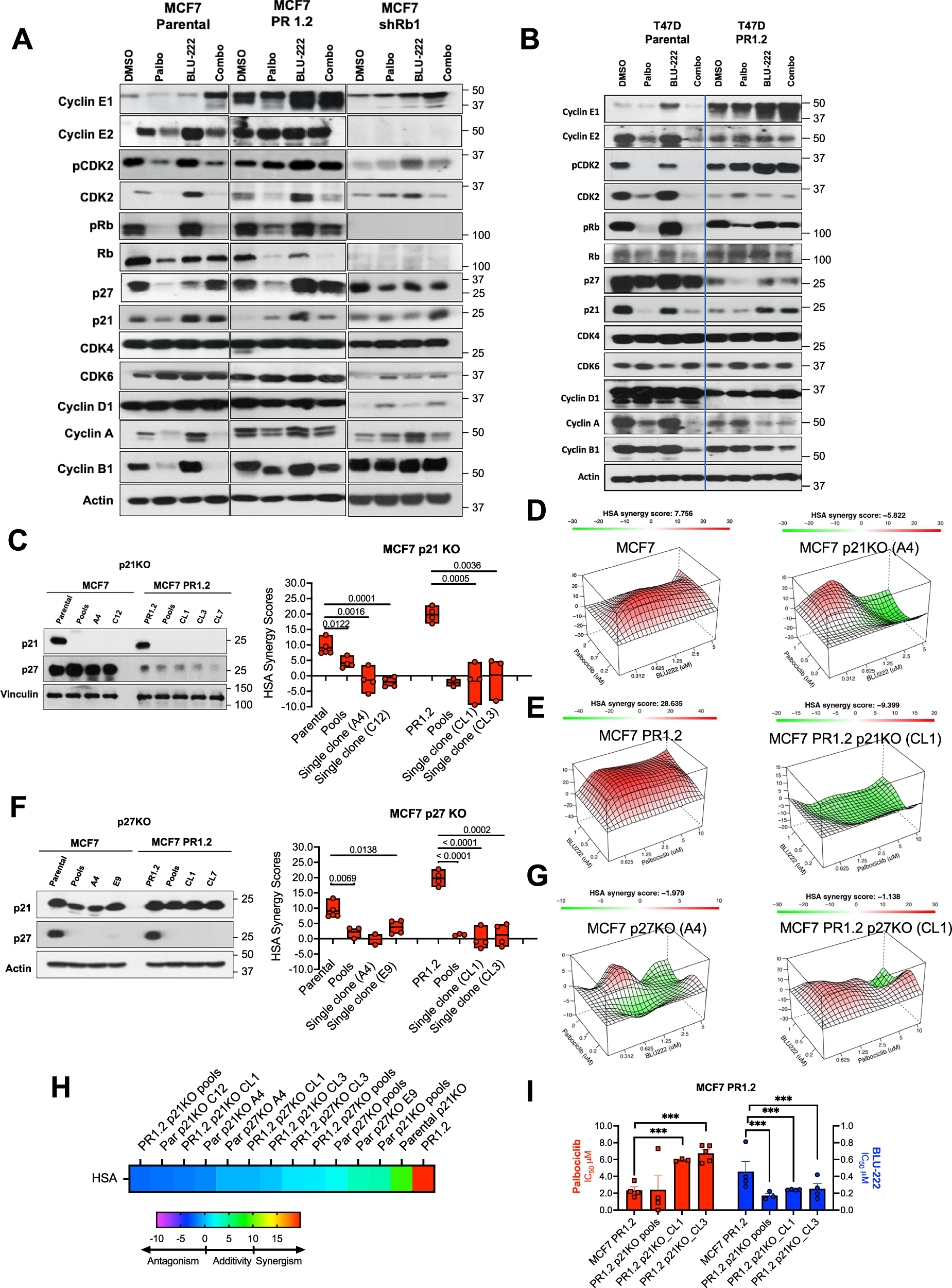 Fig. 3: Induction of p21 and p27 by BLU-222 in PR Cells Mediates Synergistic Response to CDK4/6 Inhibitors.